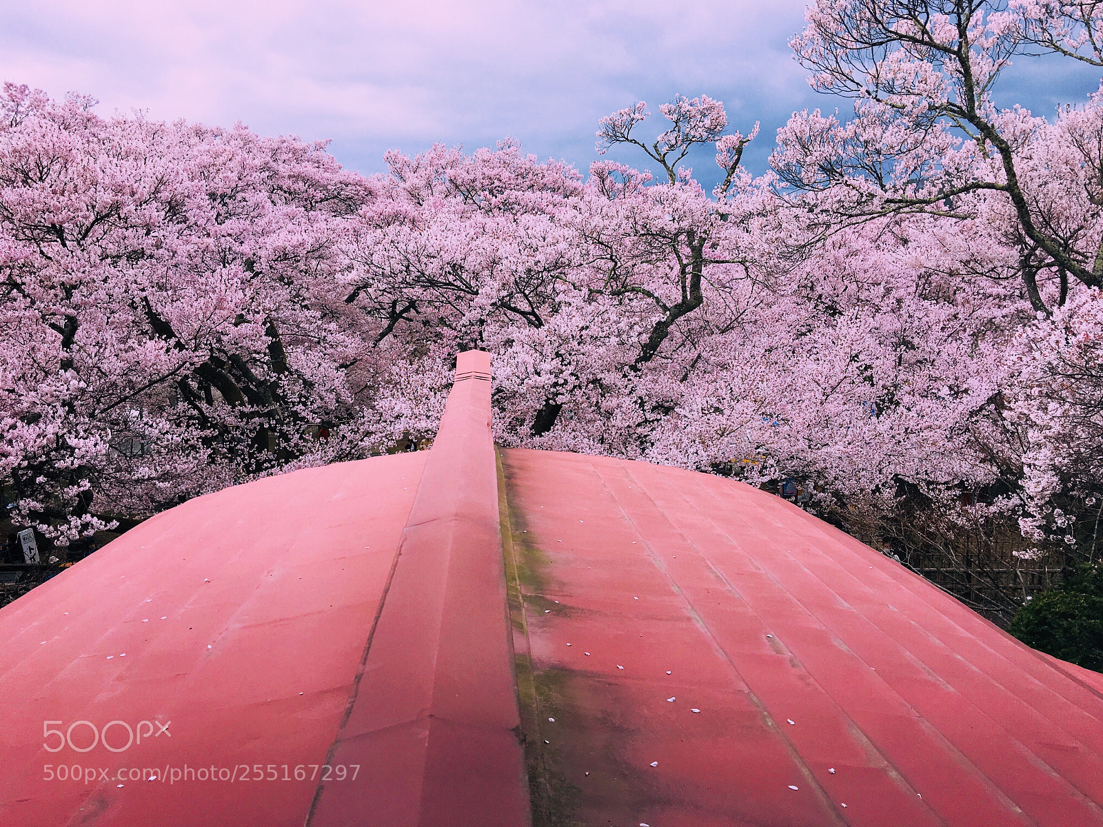 Apple iPhone 6s Plus sample photo. Ｓａｋｕｒａ photography