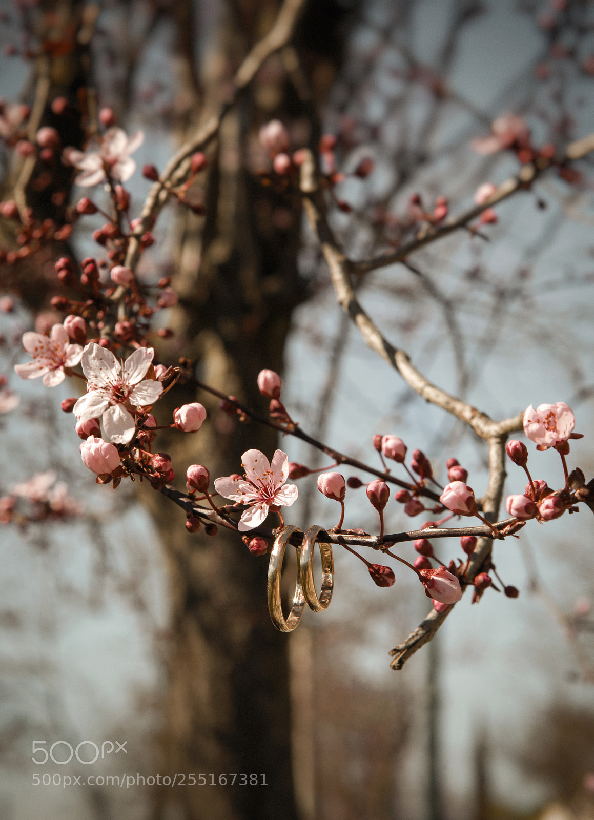 Canon EOS 5D Mark IV sample photo. Ror photography photography