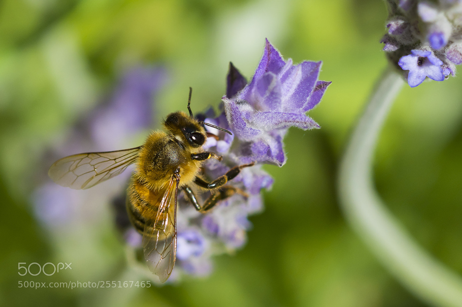 Nikon D7100 sample photo. Inizia la primavera! photography