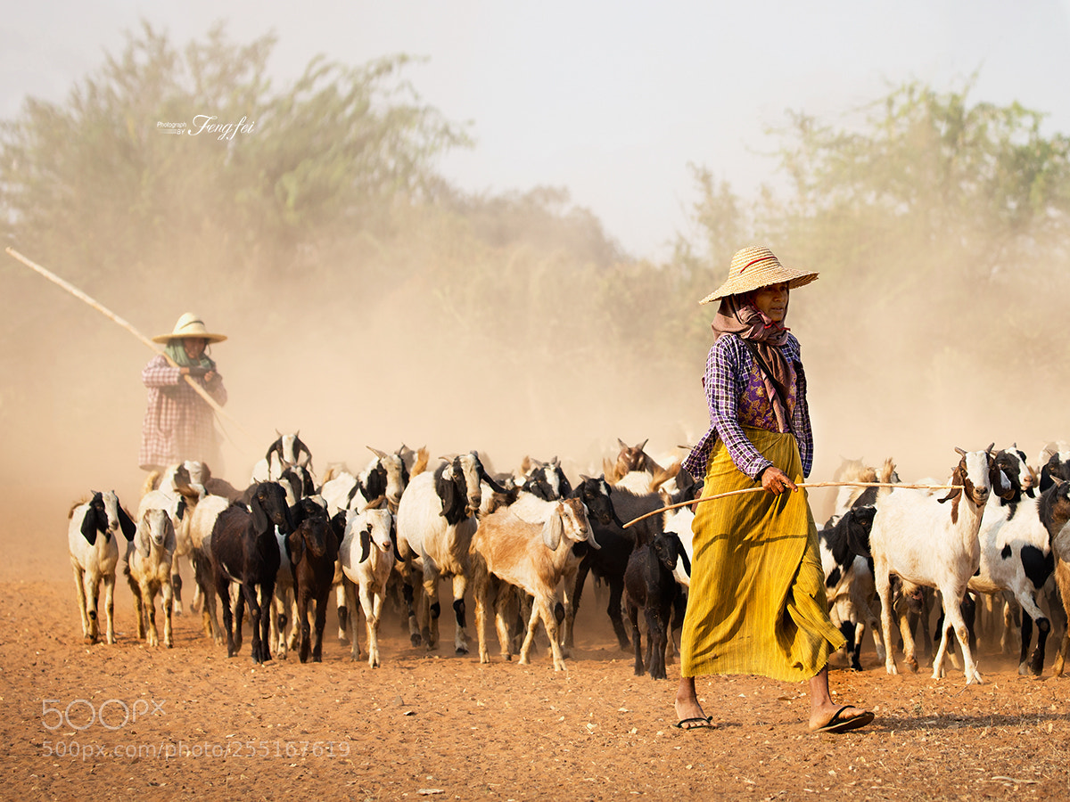 Canon EOS-1D X sample photo. Shepherdess of myanmar photography