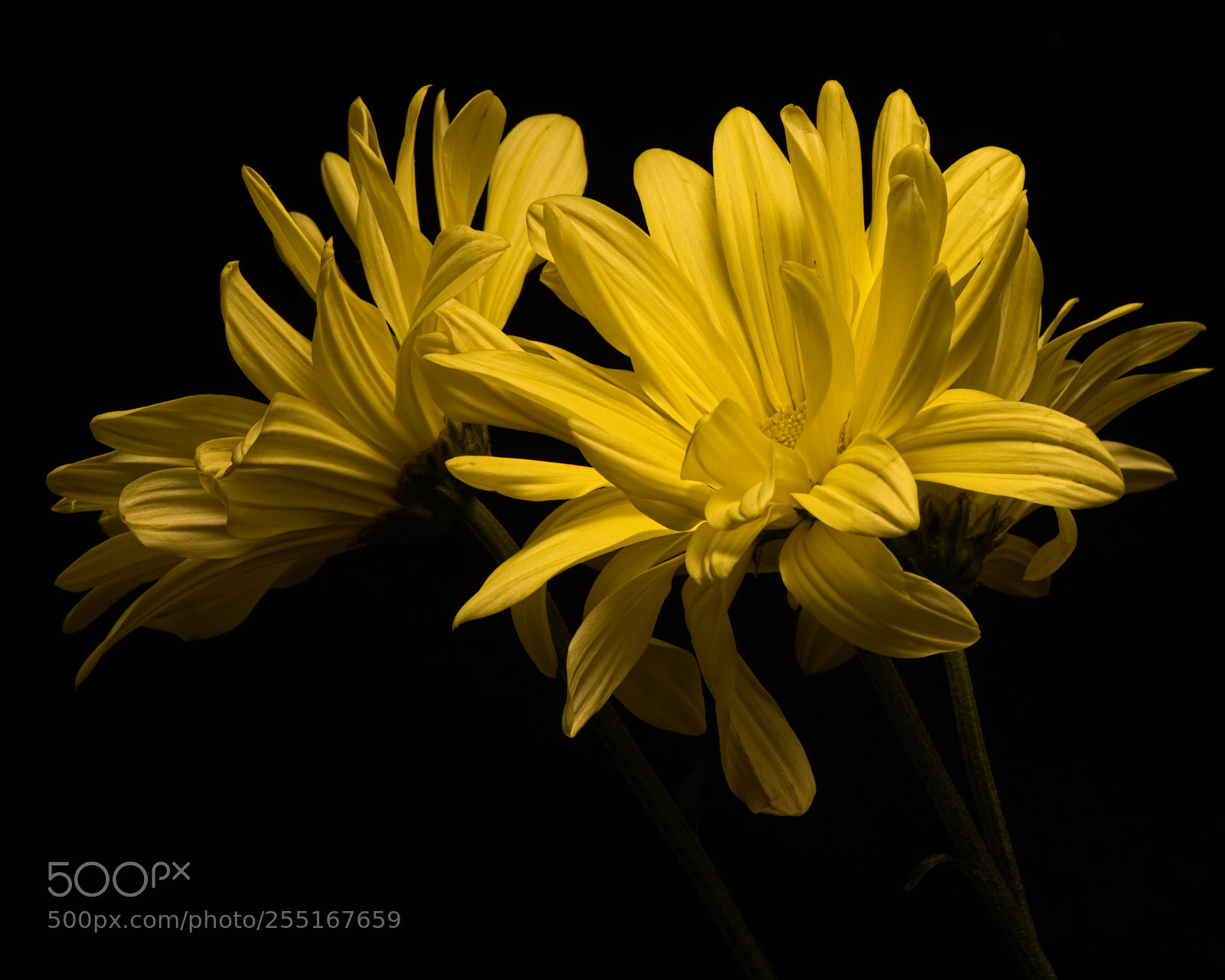 Nikon D810 sample photo. Casual in yellow 1022 photography
