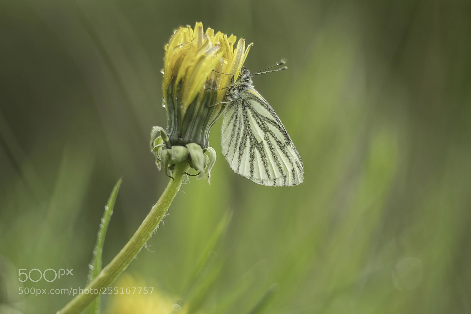 Canon EOS 80D sample photo. Green-veined white on dandelion photography
