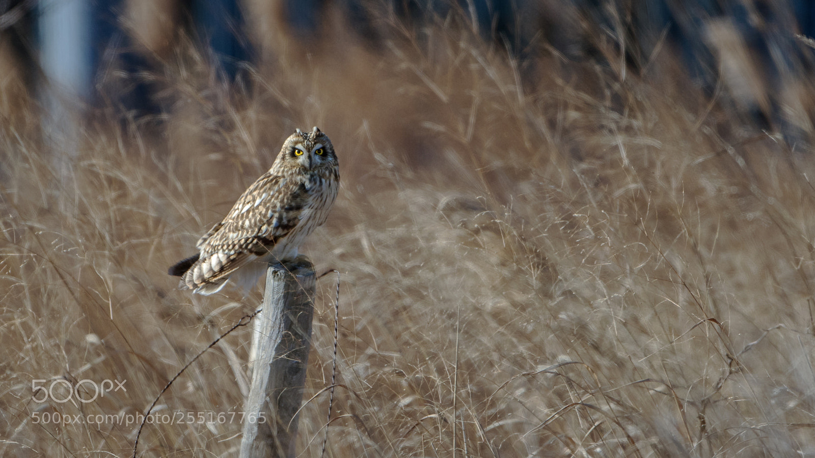 Canon EOS 7D Mark II sample photo. Seo photography