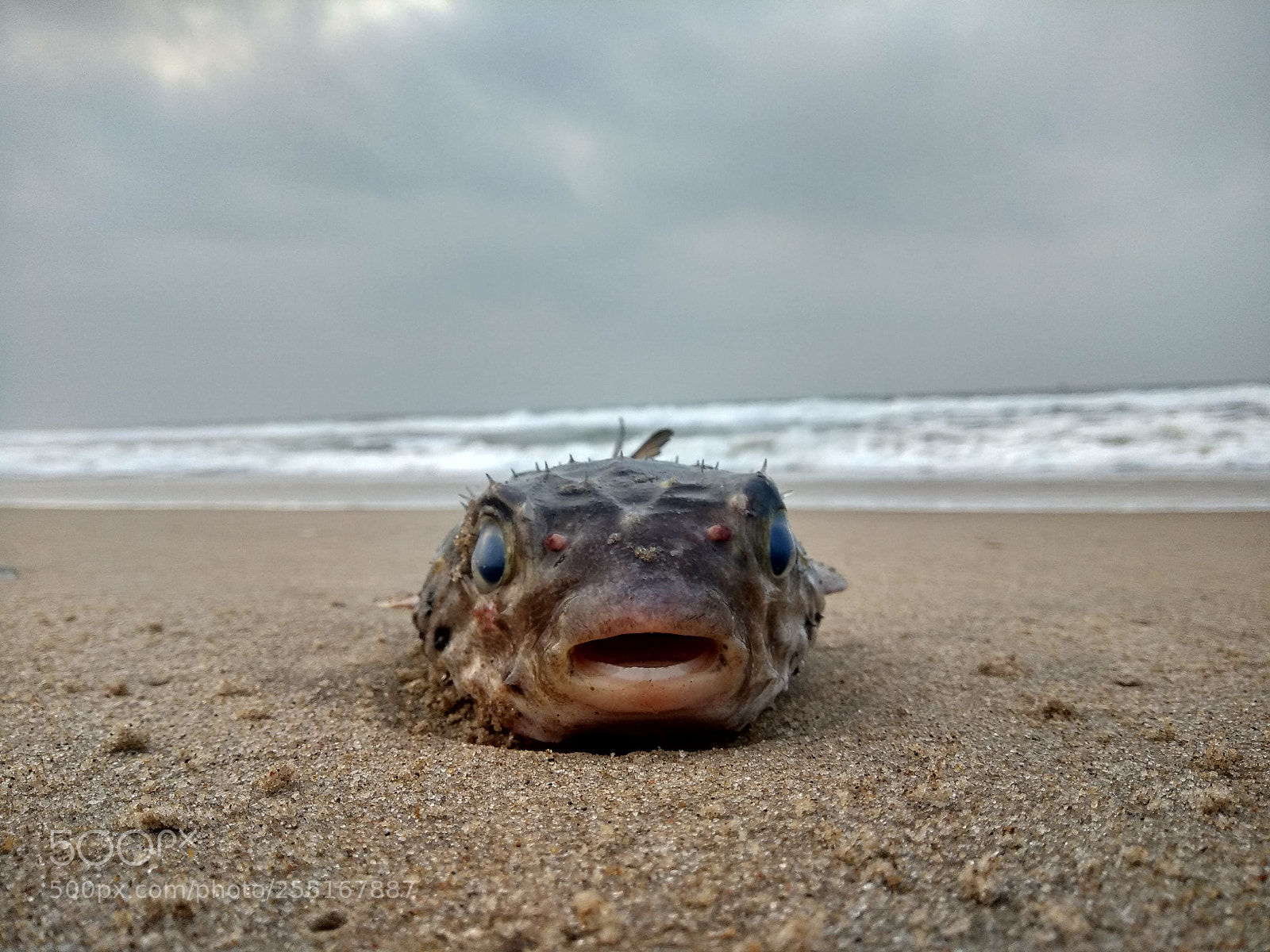Xiaomi Redmi Note 4 sample photo. Unusual sea creatures photography