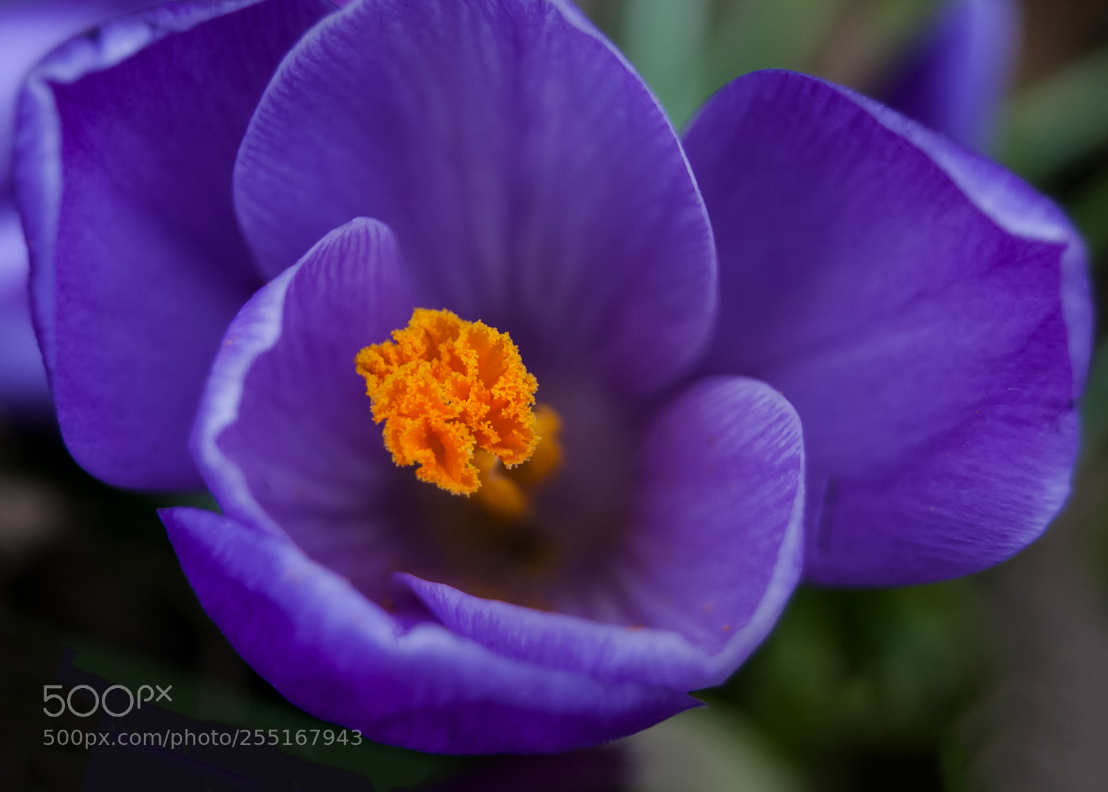 Canon EOS 40D sample photo. Crocus in april photography