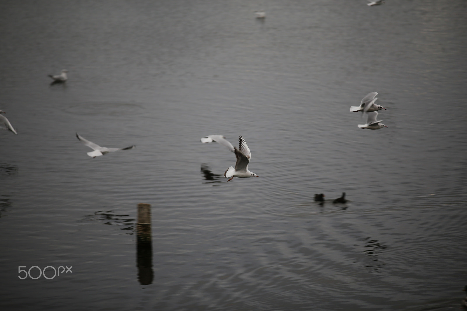 Sigma 70-200mm F2.8 EX DG OS HSM sample photo. Tring reservoirs and grand union canal, herts photography