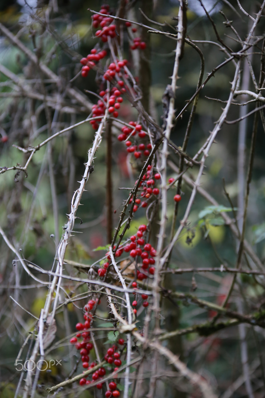 Sigma 70-200mm F2.8 EX DG OS HSM sample photo. Tring reservoirs and grand union canal, herts photography
