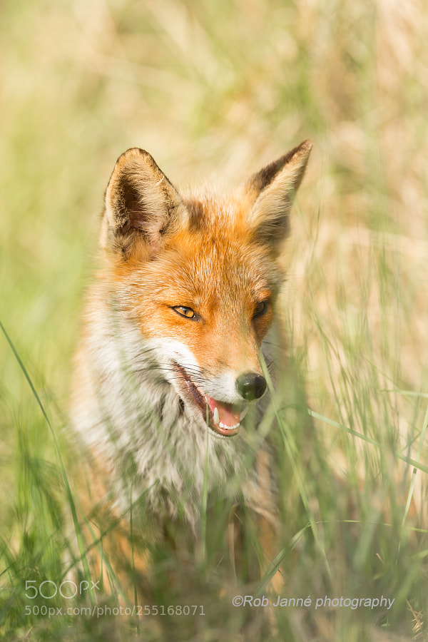 Nikon D4S sample photo. Red fox photography