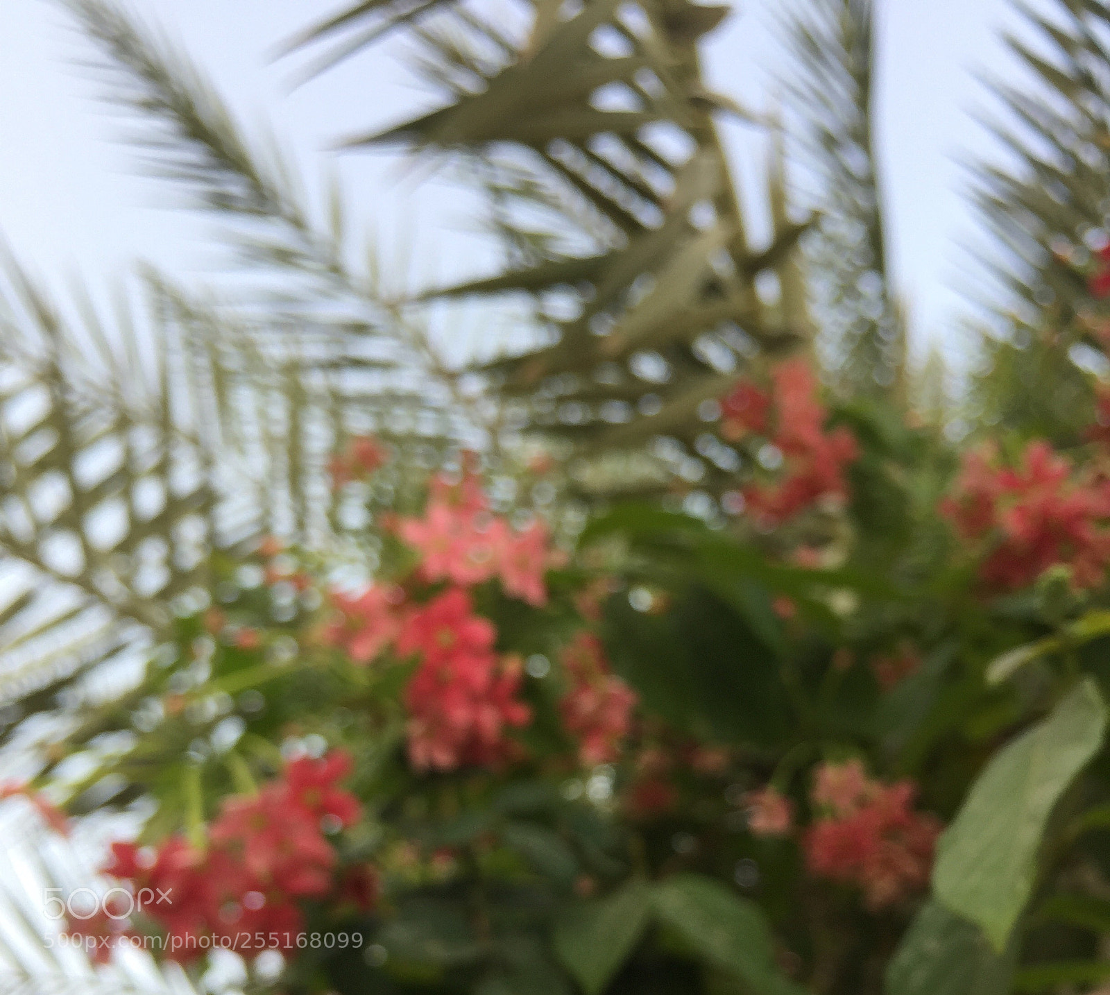 Apple iPhone 6 sample photo. Untitled photography
