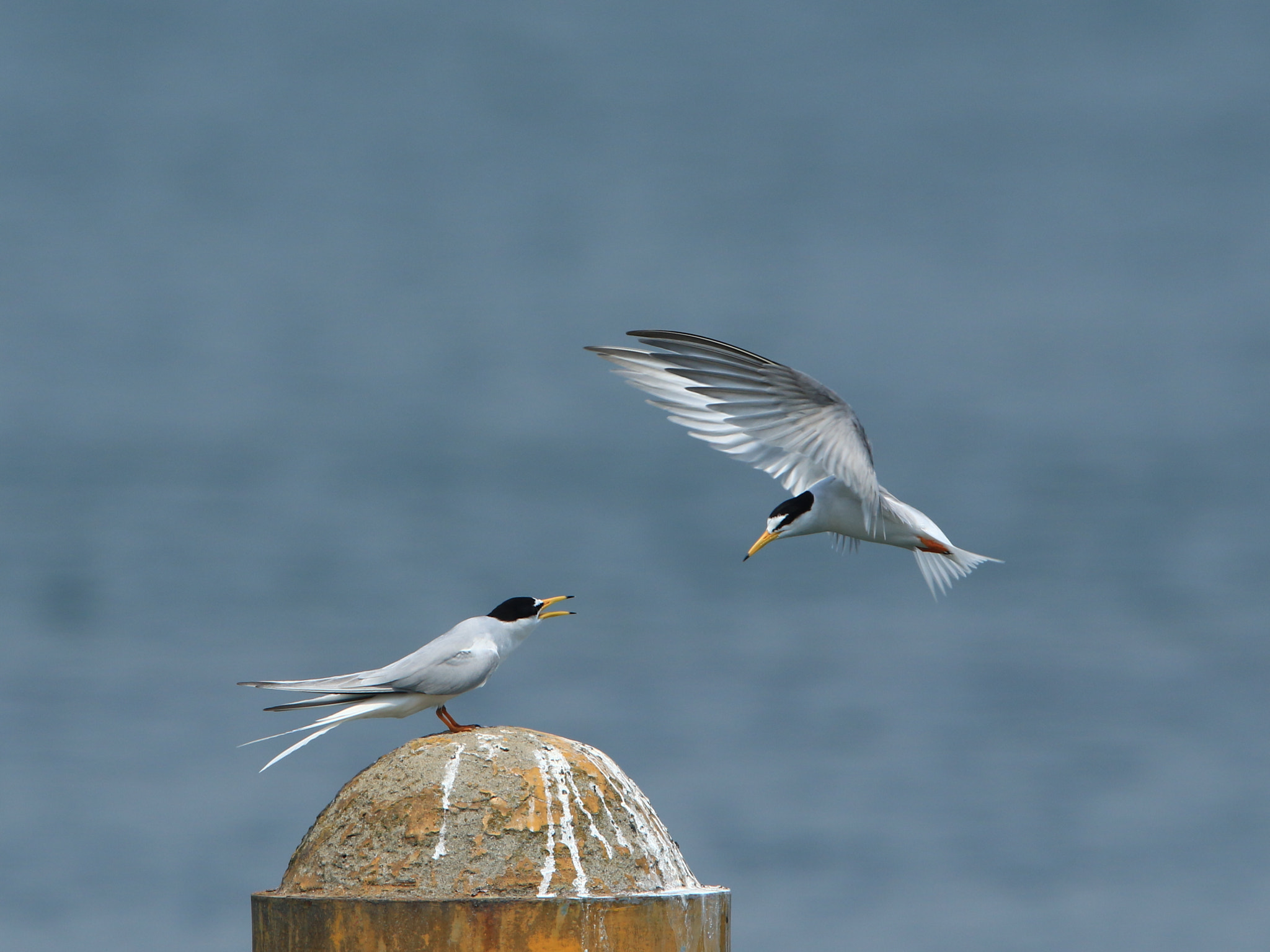 Canon EF 400mm F2.8L IS USM sample photo. コアジサシ  little tern photography