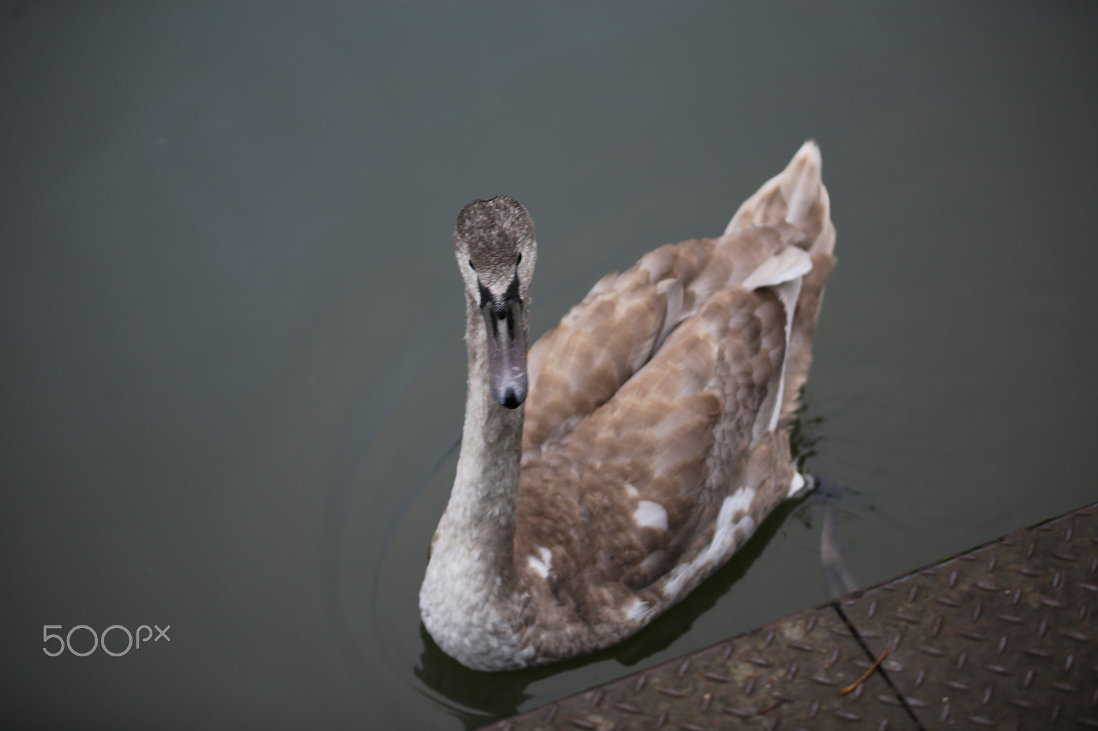 Sigma 70-200mm F2.8 EX DG OS HSM sample photo. Tring reservoirs and grand union canal, herts photography