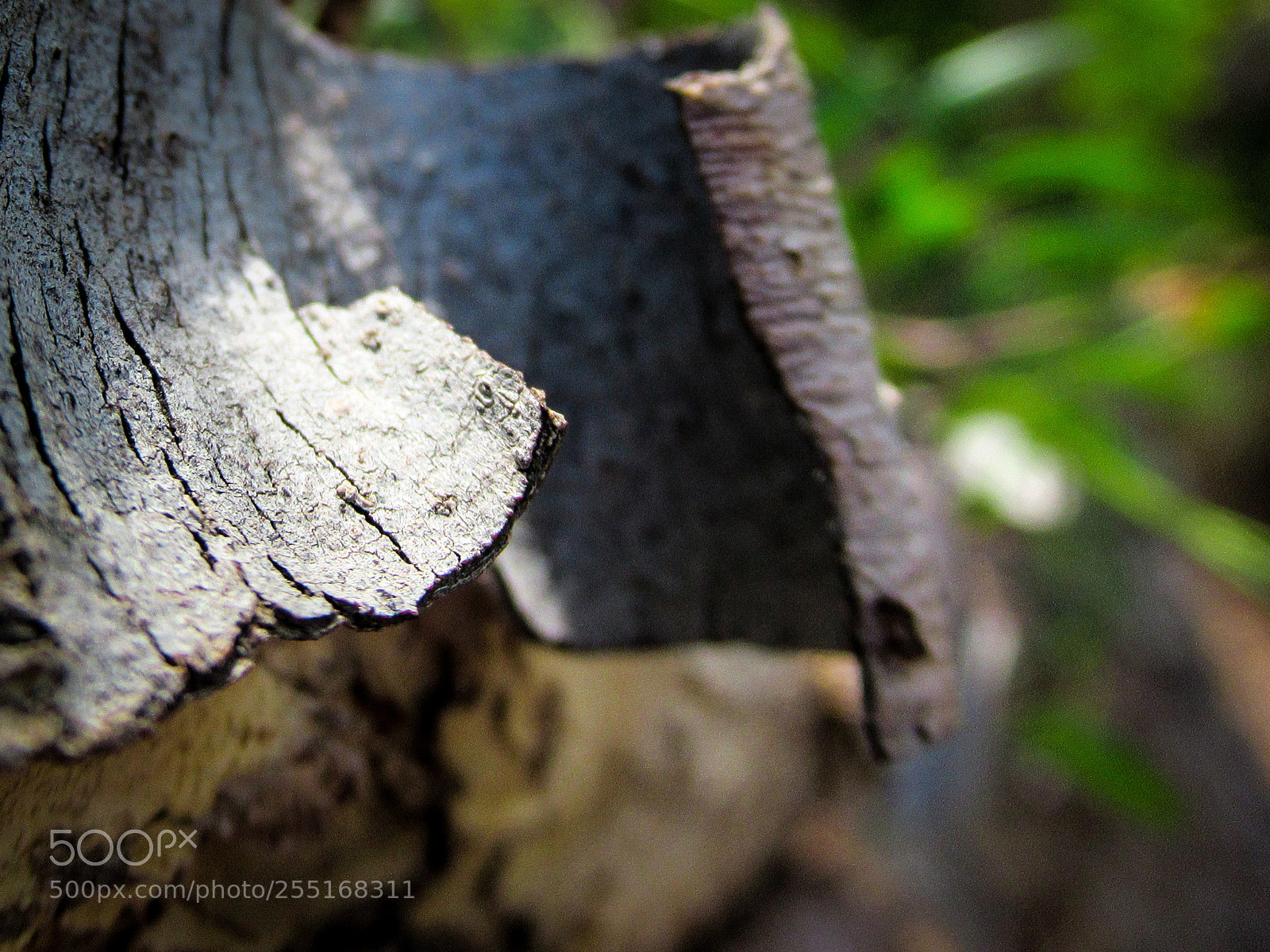 Canon PowerShot SX620 HS sample photo. Bark on the pink photography
