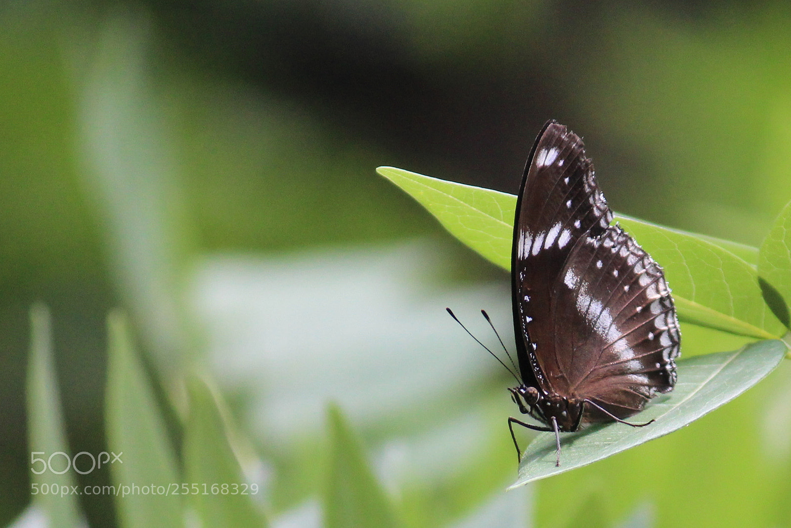 Canon EF-S 55-250mm F4-5.6 IS II sample photo. Eggfly photography