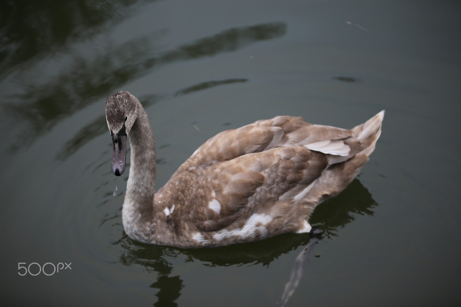 Sigma 70-200mm F2.8 EX DG OS HSM sample photo. Tring reservoirs and grand union canal, herts photography