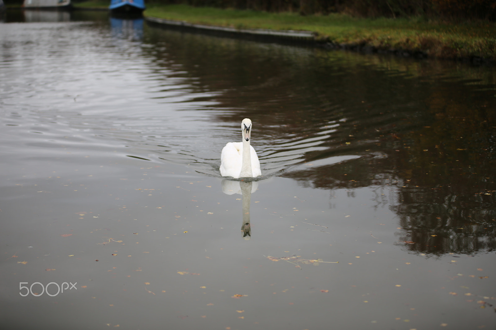 Sigma 70-200mm F2.8 EX DG OS HSM sample photo. Tring reservoirs and grand union canal, herts photography
