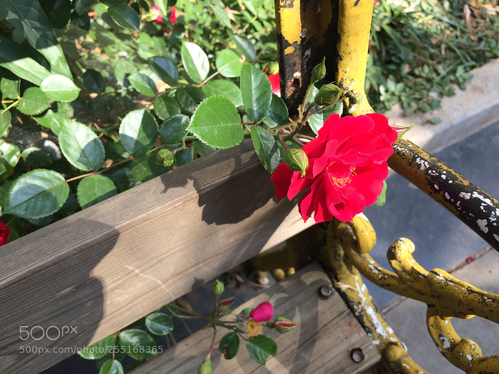 Apple iPhone 5s sample photo. Untitled photography