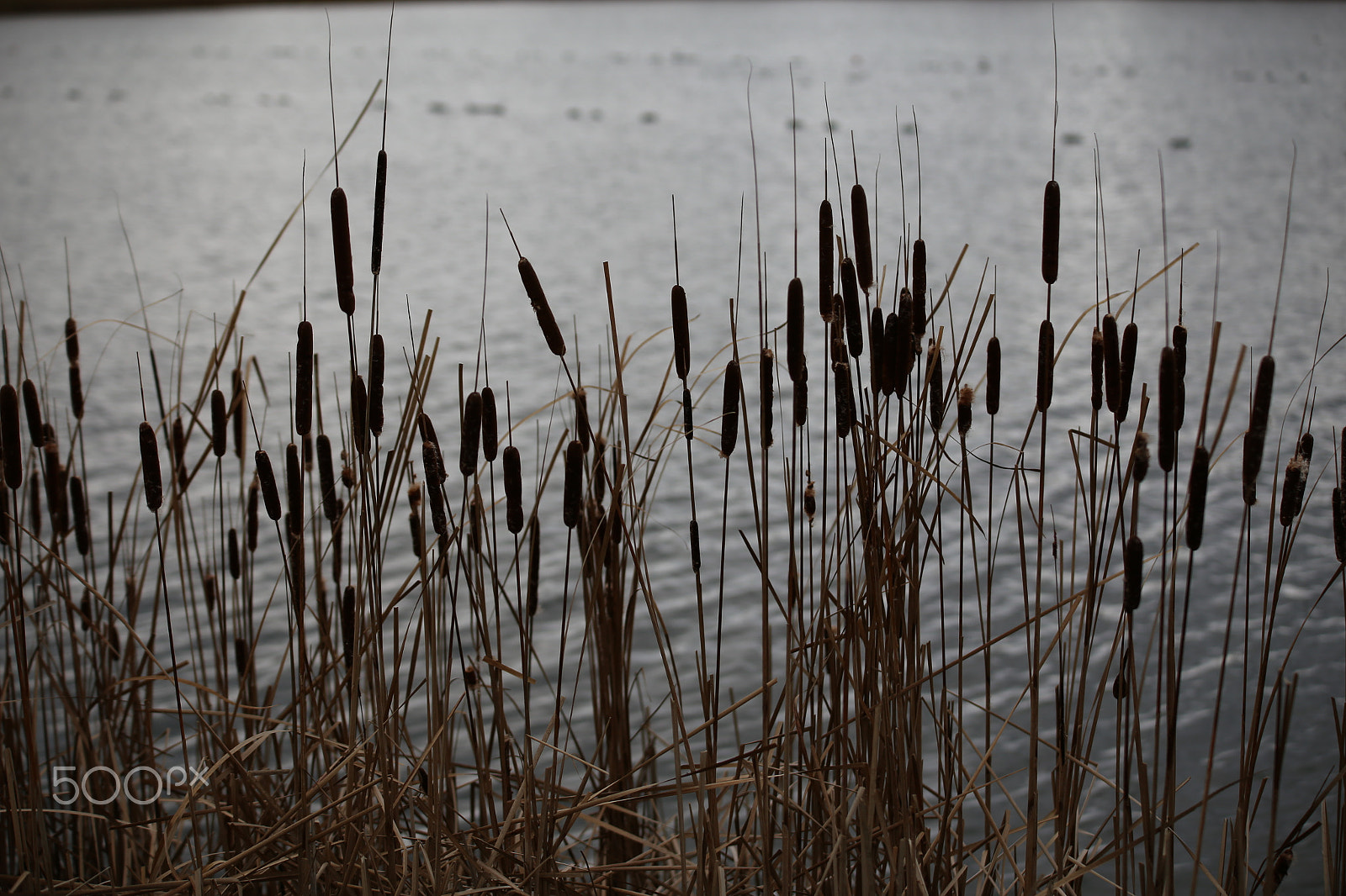 Sigma 70-200mm F2.8 EX DG OS HSM sample photo. Tring reservoirs and grand union canal, herts photography