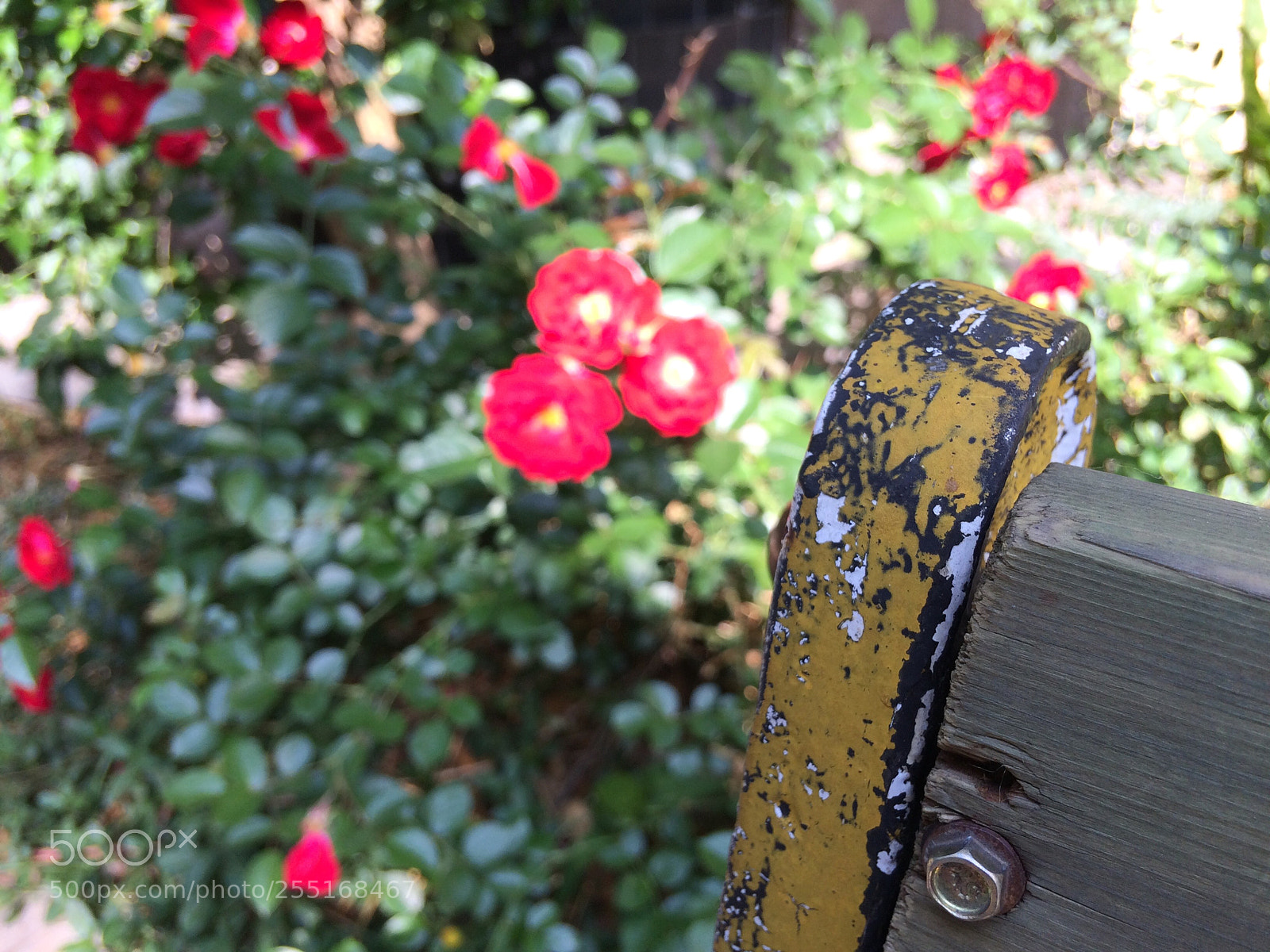 Apple iPhone 5s sample photo. Untitled photography