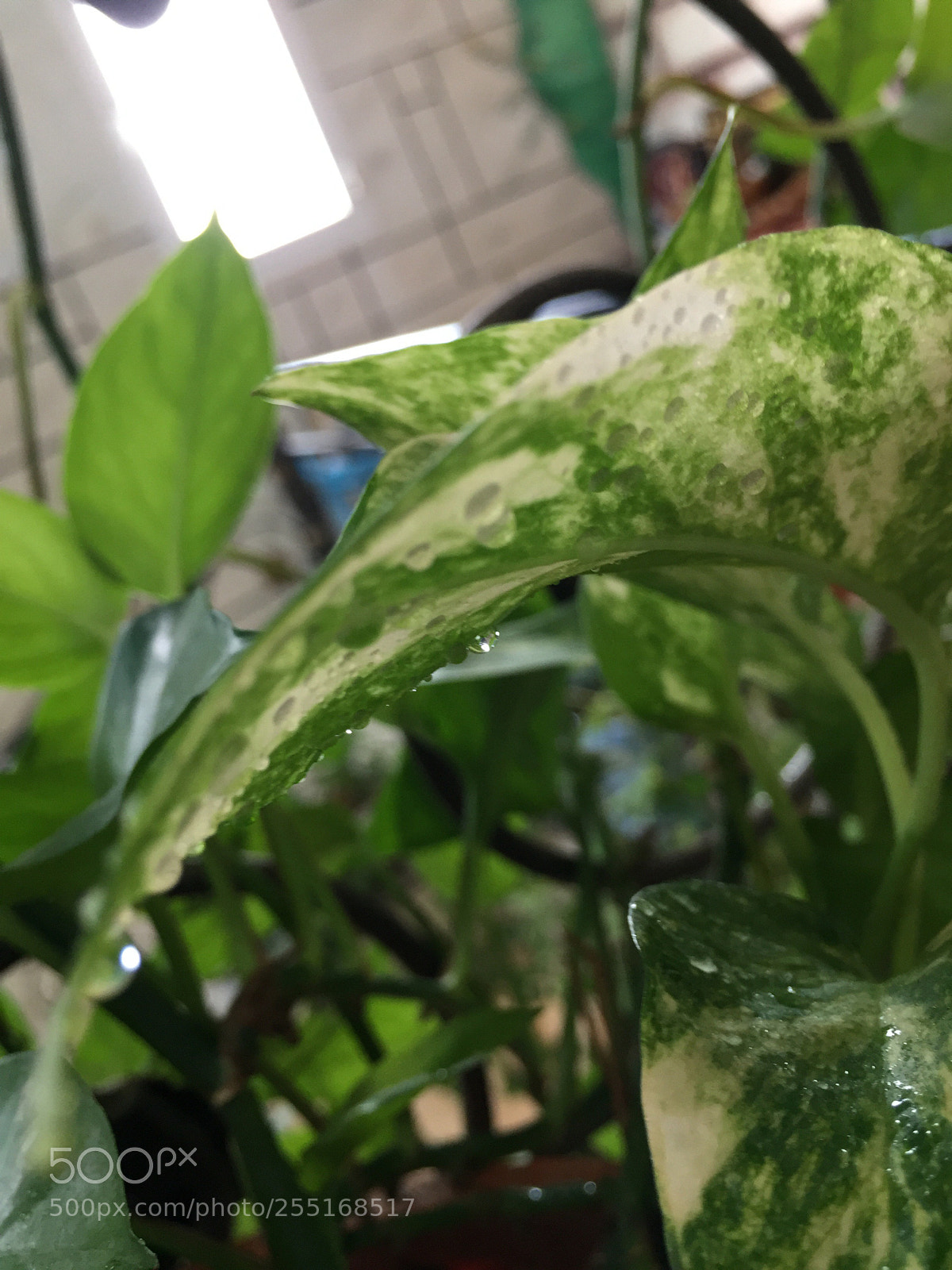 Apple iPhone 6 sample photo. Untitled photography