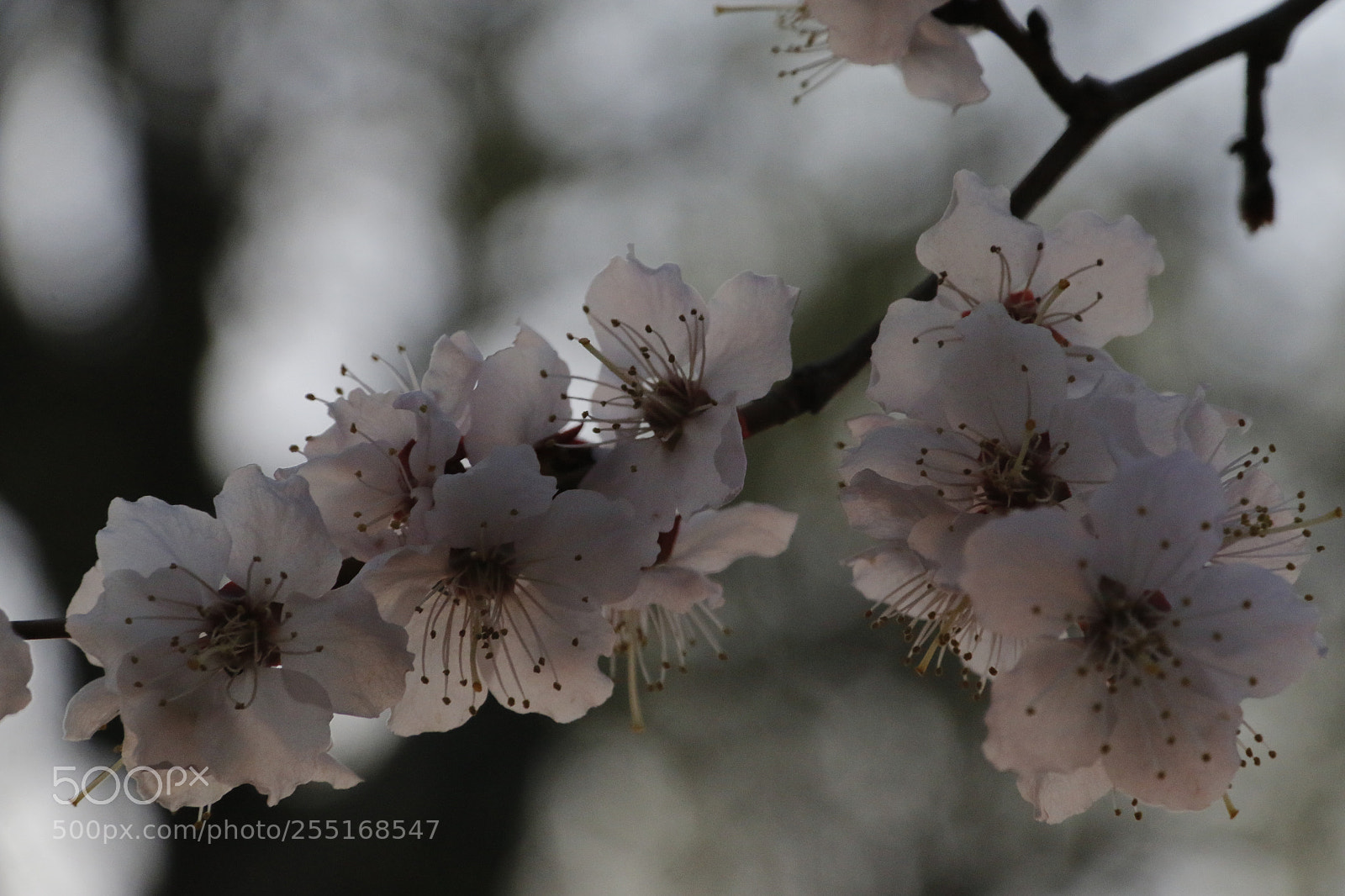 Canon EF-S 18-200mm F3.5-5.6 IS sample photo. Apricot flower in the photography
