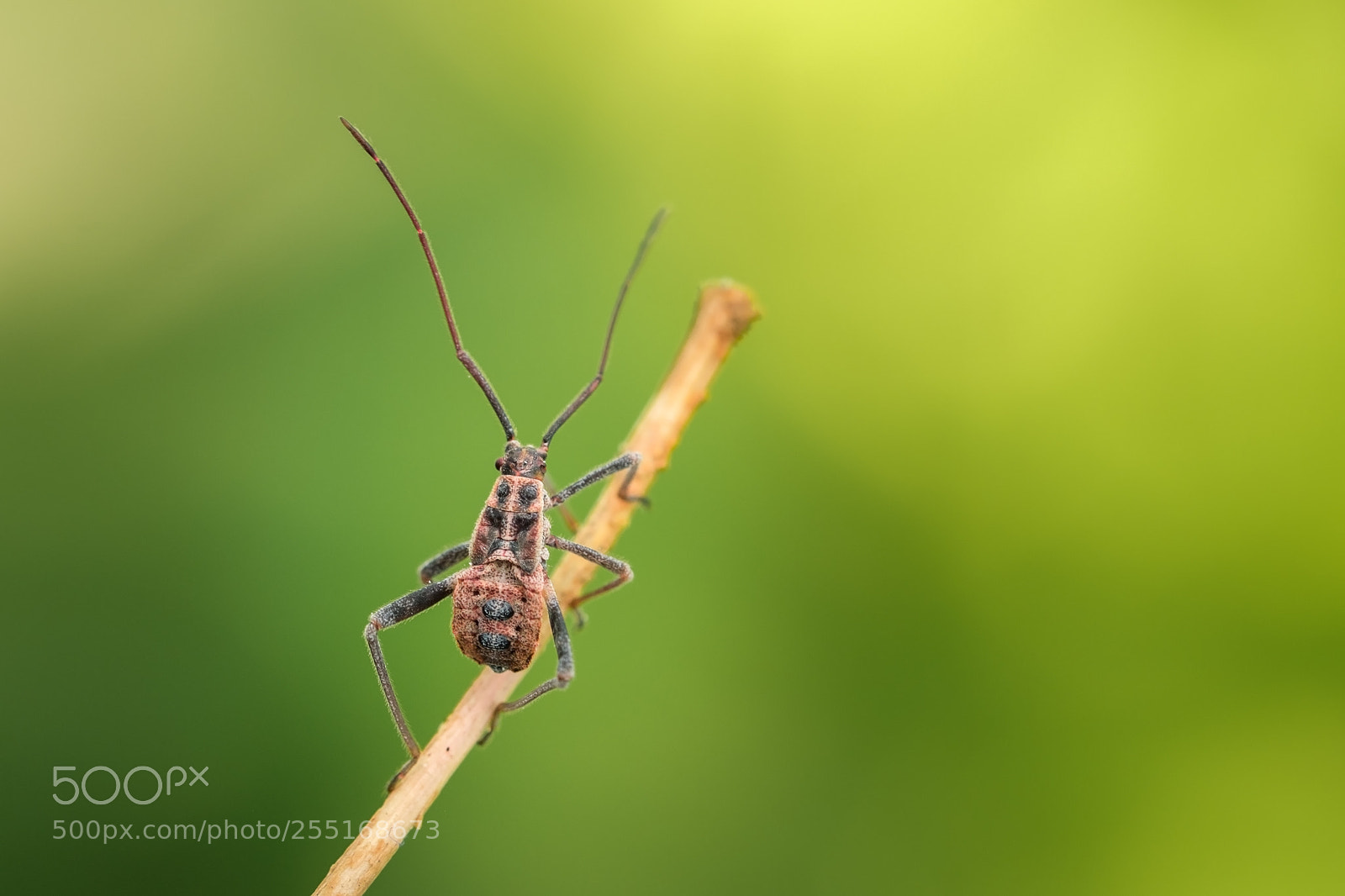 Fujifilm X-T2 sample photo. Unknown bug photography