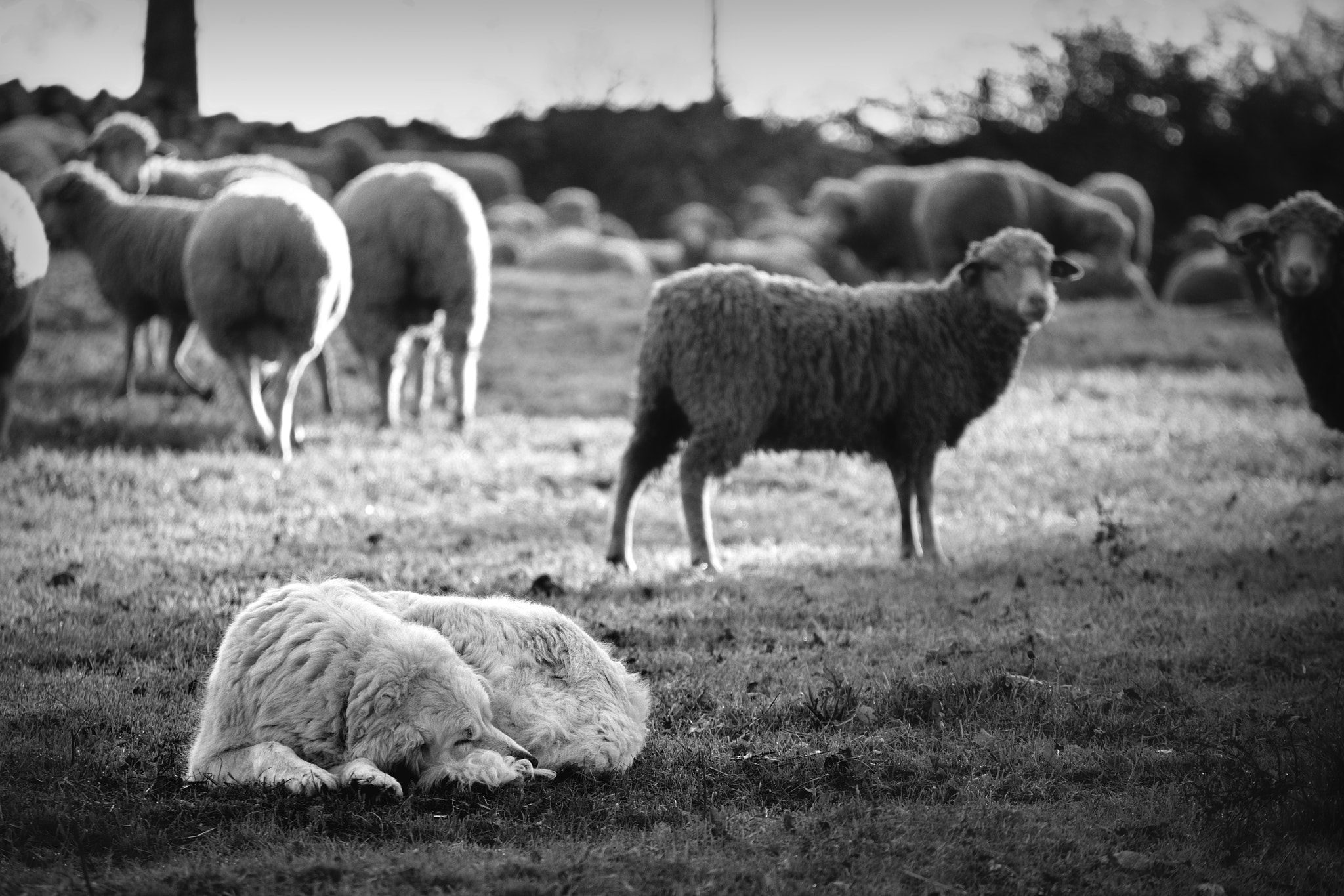 Nikon D850 sample photo. Counting sheep photography