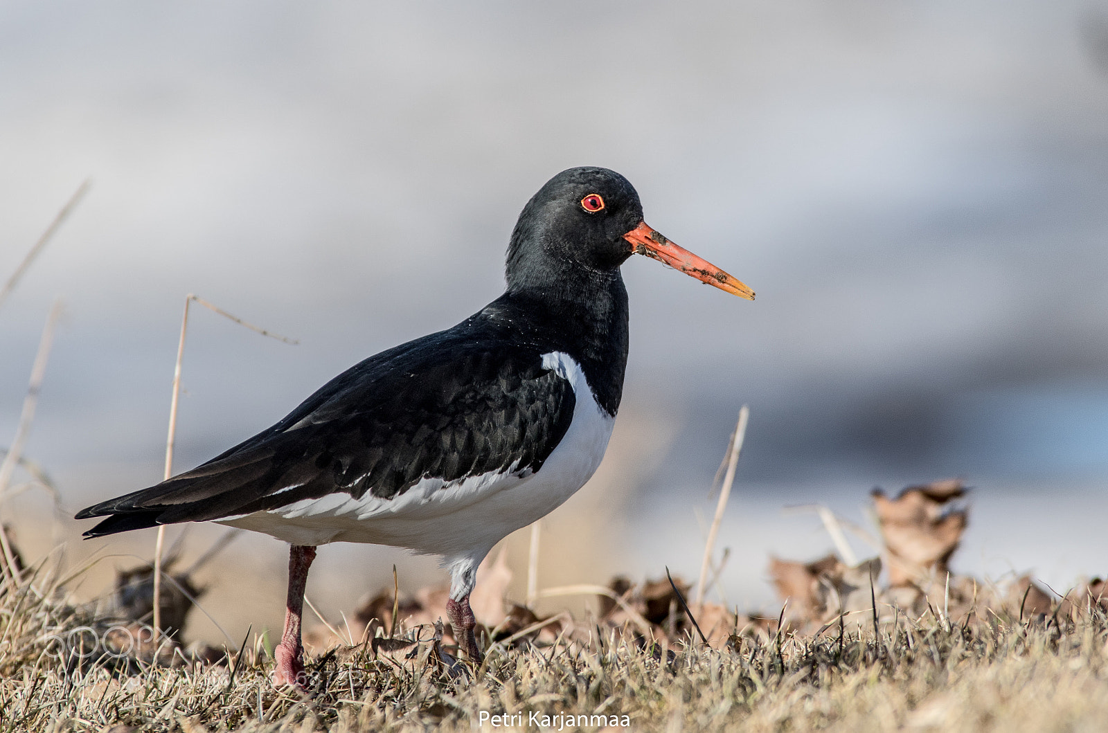 Canon EOS 7D Mark II sample photo. They returned photography