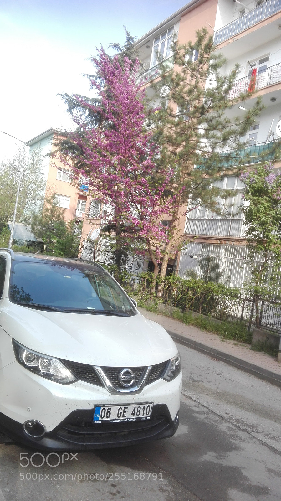 HUAWEI P8 Lite sample photo. Blooming guard photography