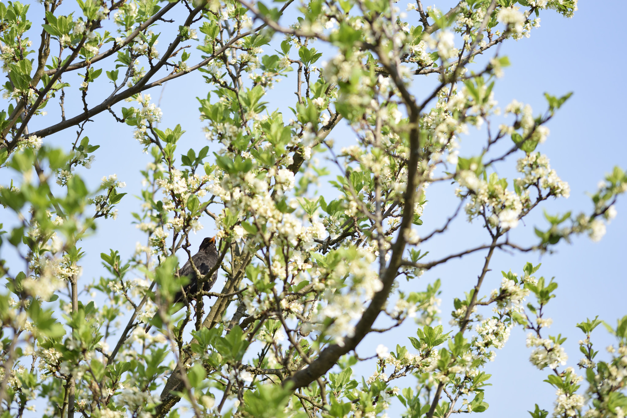 Sigma 105mm F2.8 EX DG OS HSM sample photo. Turdus merula photography