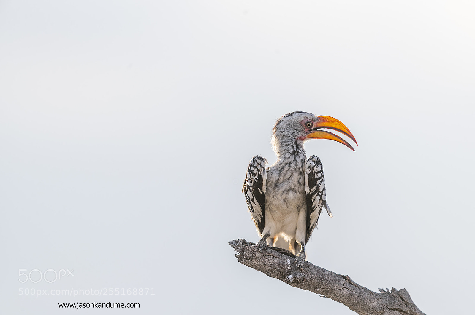 Canon EOS-1D X Mark II sample photo. Hornbil photography
