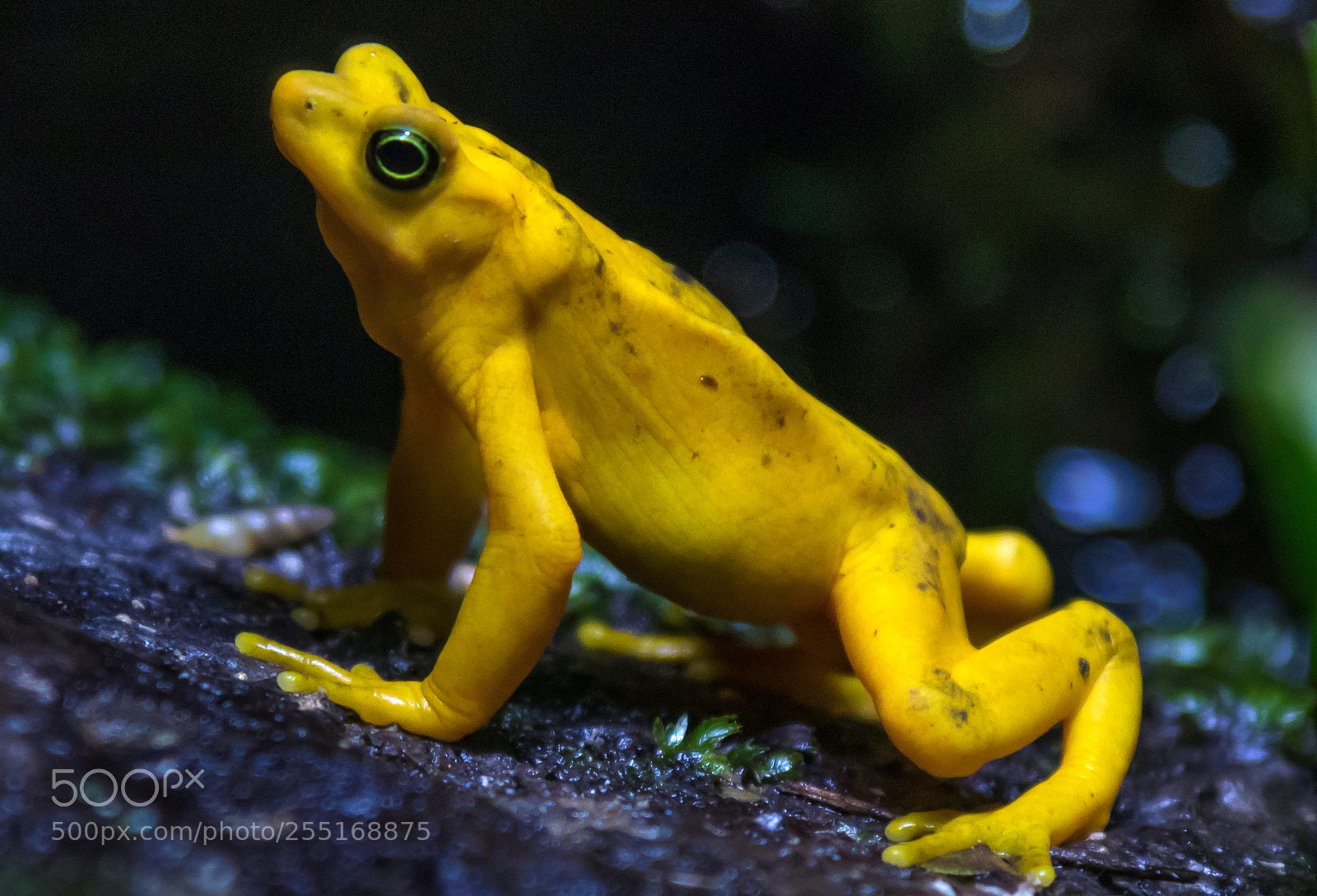 Canon EOS 80D sample photo. Panamanian golden frog photography