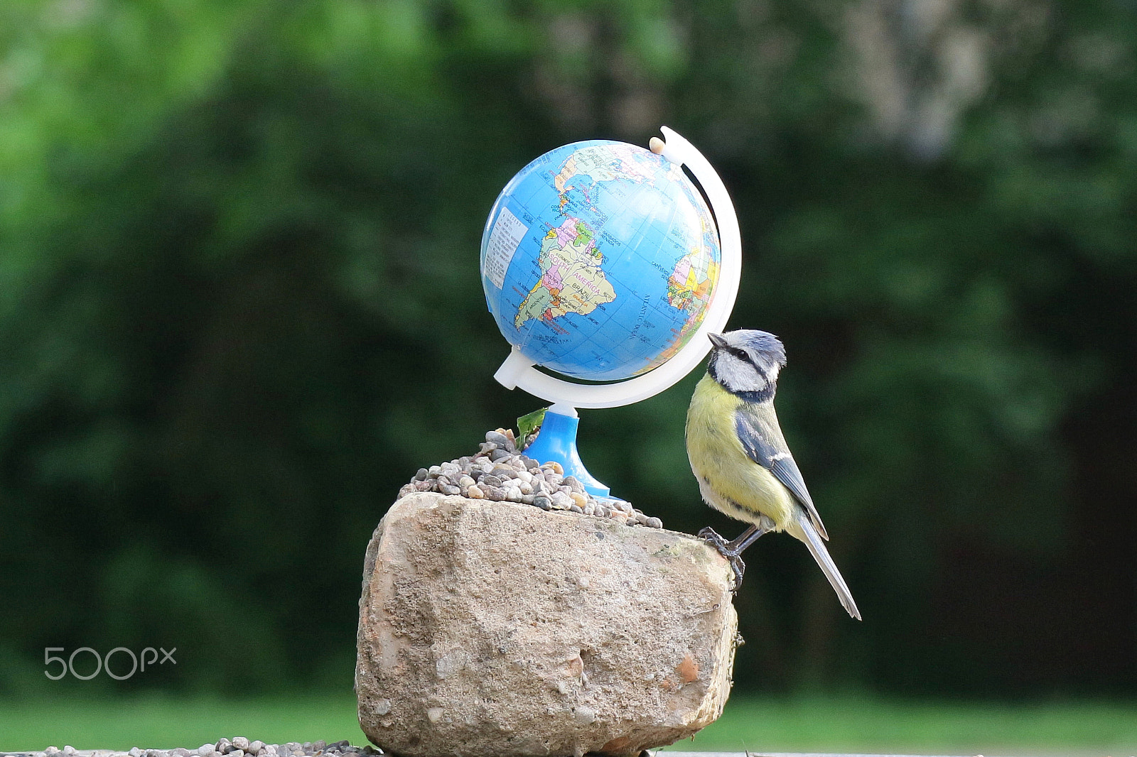 Canon EOS M10 sample photo. Cute bluetit is watching the world photography