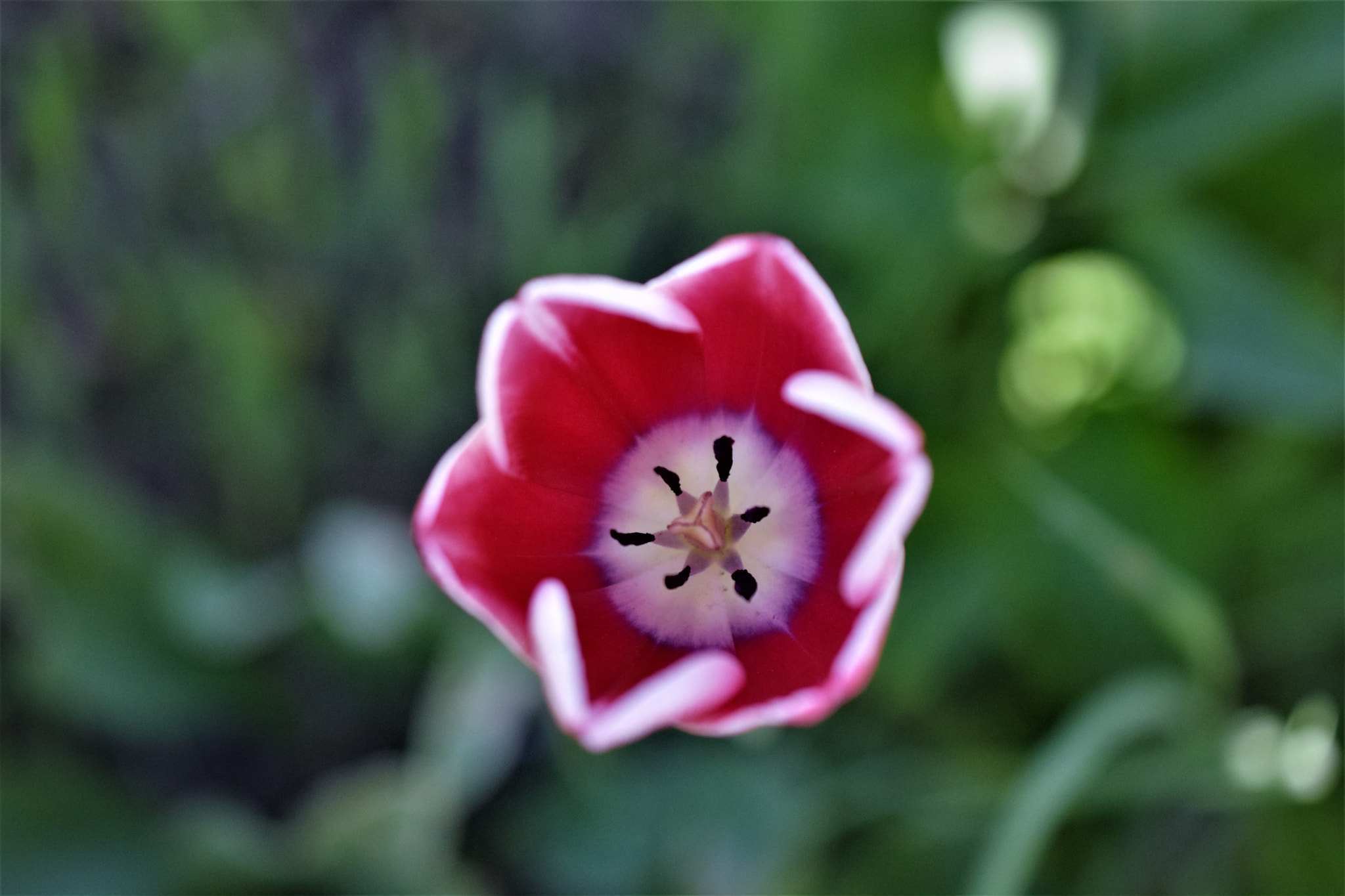 Nikon AF-S DX Micro Nikkor 40mm F2.8 sample photo. Tulip photography