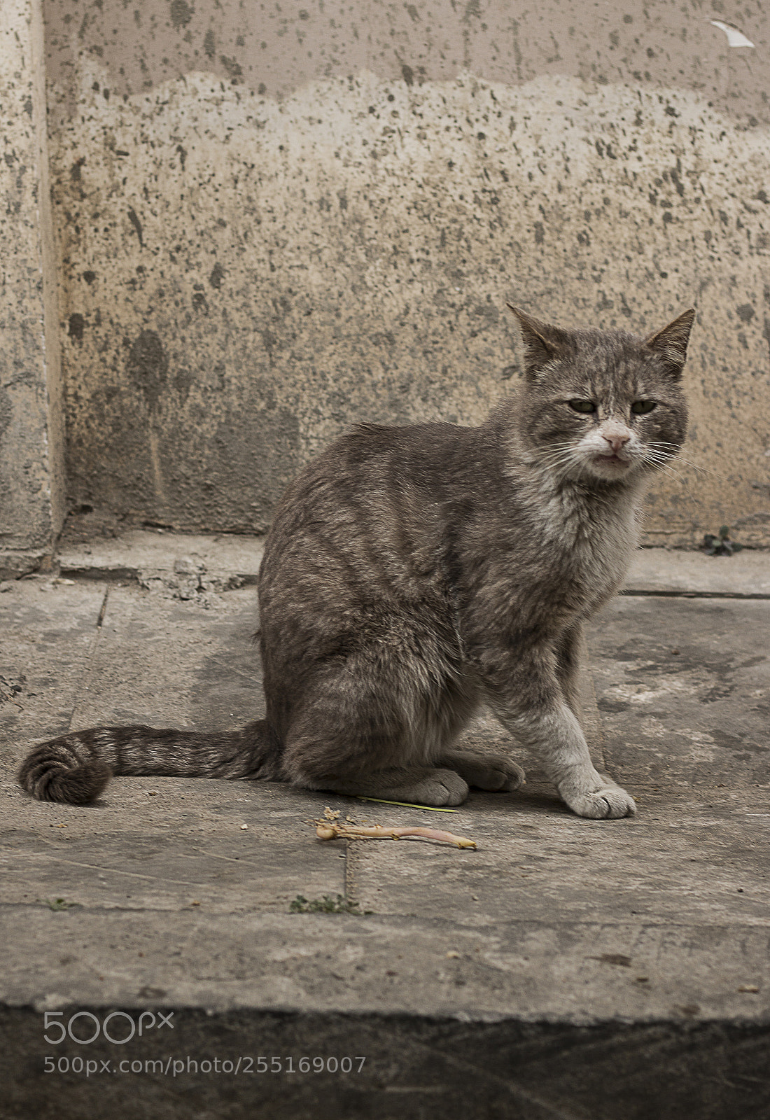 Canon EOS 70D sample photo. Dissatisfied photography