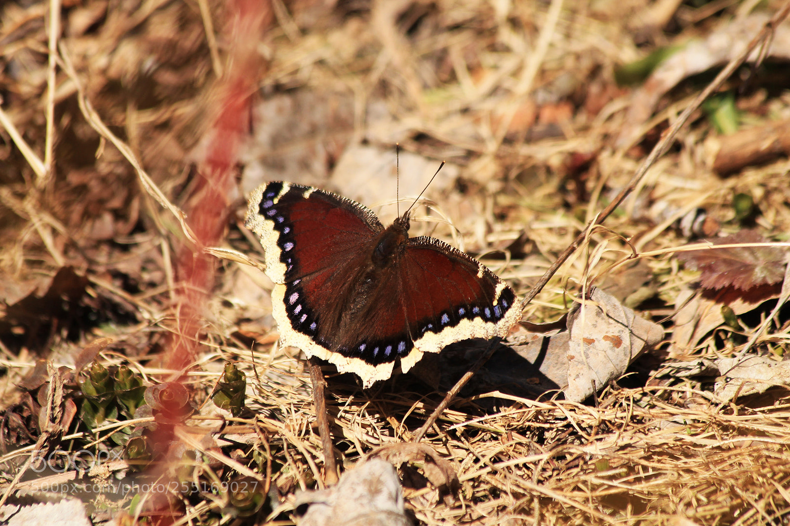 Canon EOS 1100D (EOS Rebel T3 / EOS Kiss X50) sample photo. Mourning cloak photography