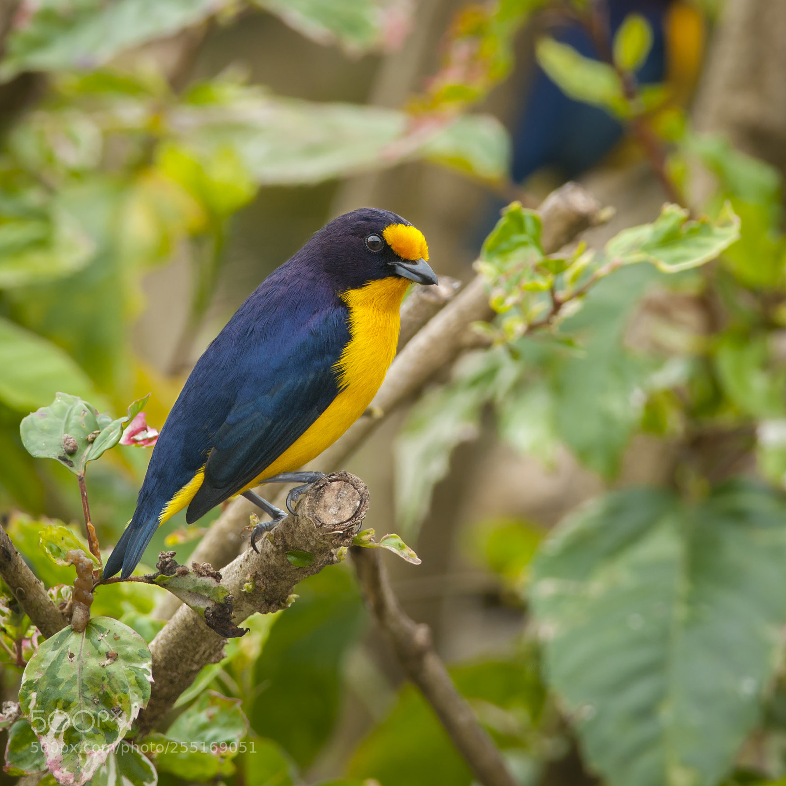 Nikon D5000 sample photo. Violaceous euphonia photography