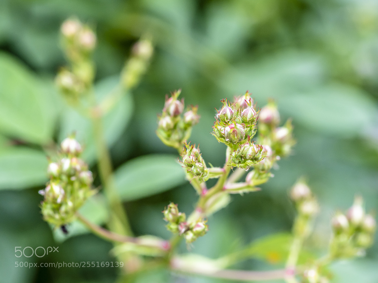 Nikon D5 sample photo. Buds of rambling rose photography