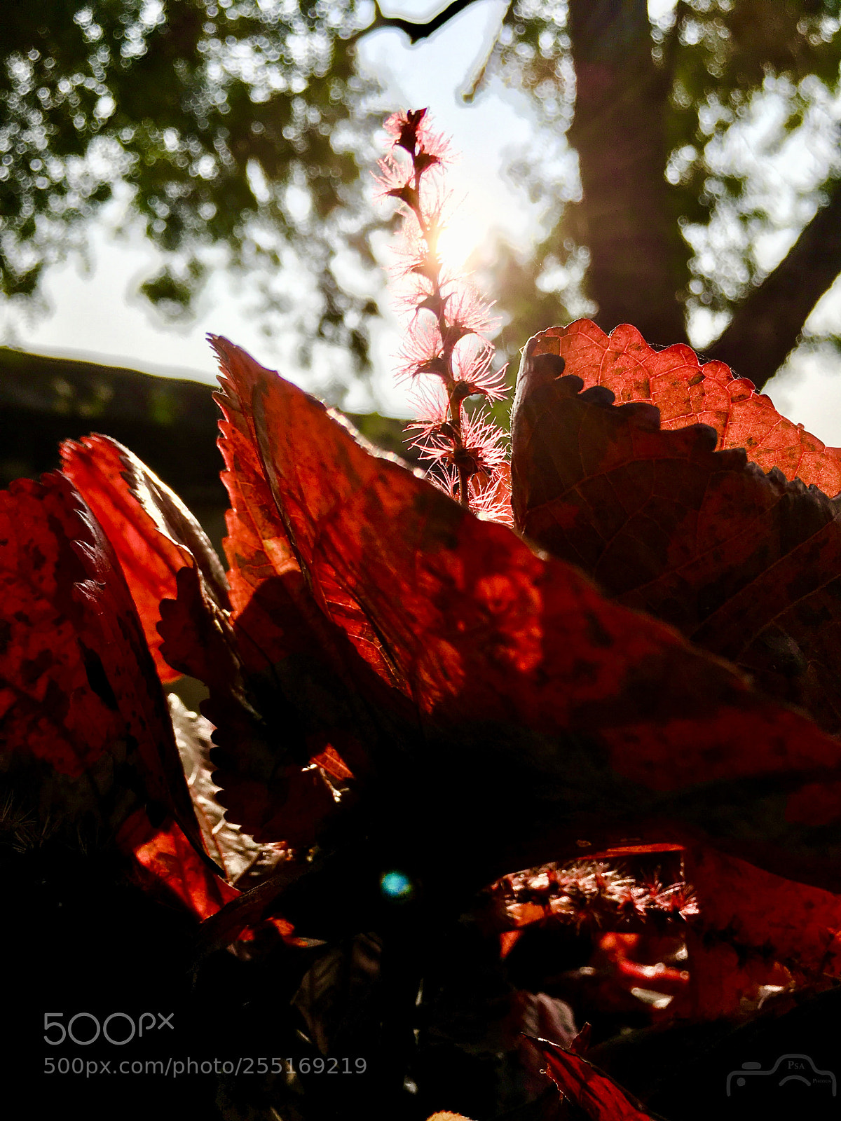 Apple iPhone SE sample photo. Blood leaves photography