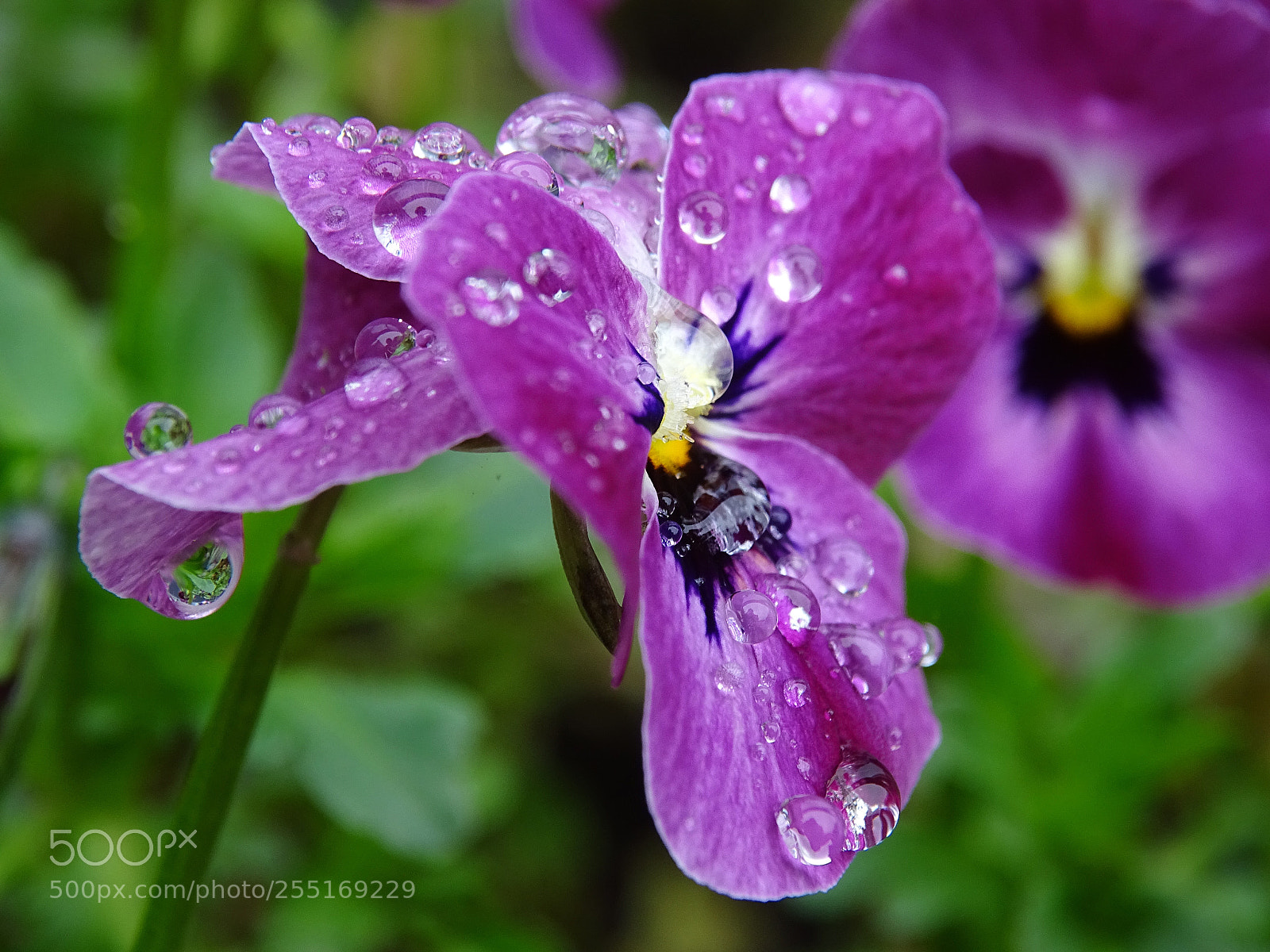 Sony Cyber-shot DSC-HX400V sample photo. Mini violet with beautiful photography