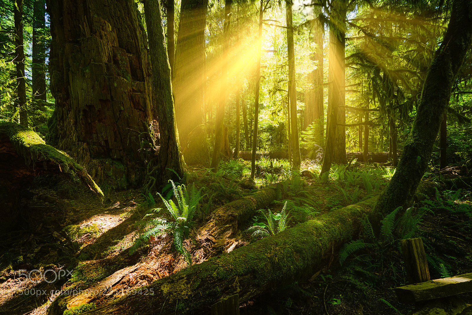 Sony a7R sample photo. Rainforest photography