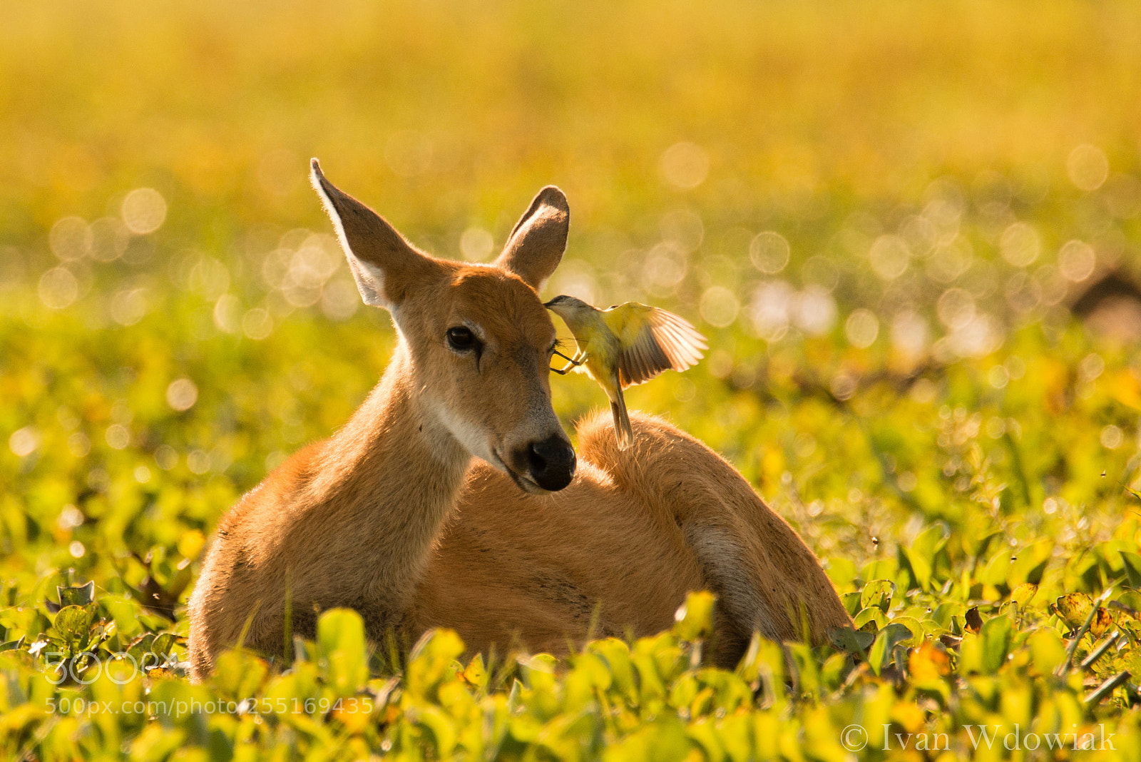 Nikon D800 sample photo. Wild friendship photography