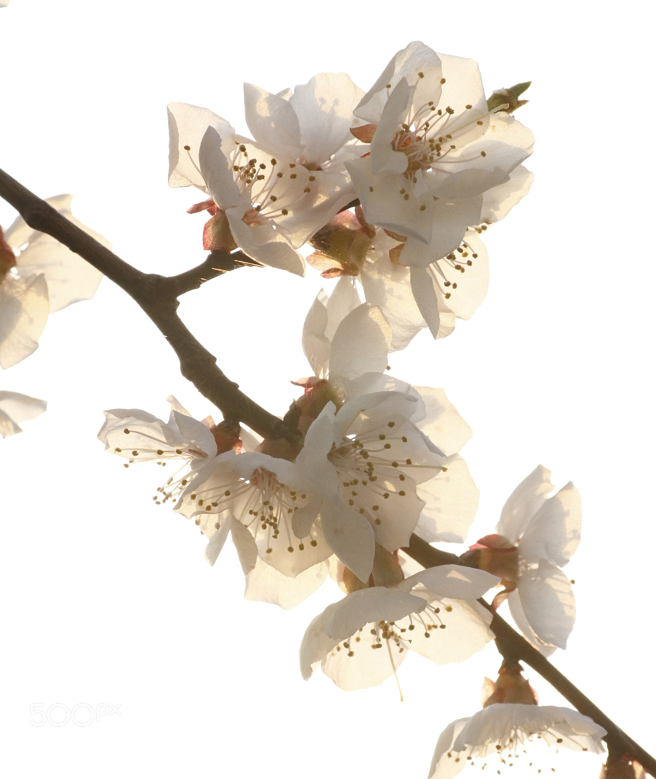 Canon EOS 70D sample photo. Apricot flowers in strong photography
