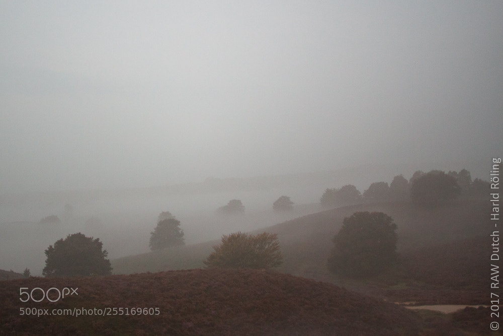 Canon EOS 50D sample photo. The mist photography