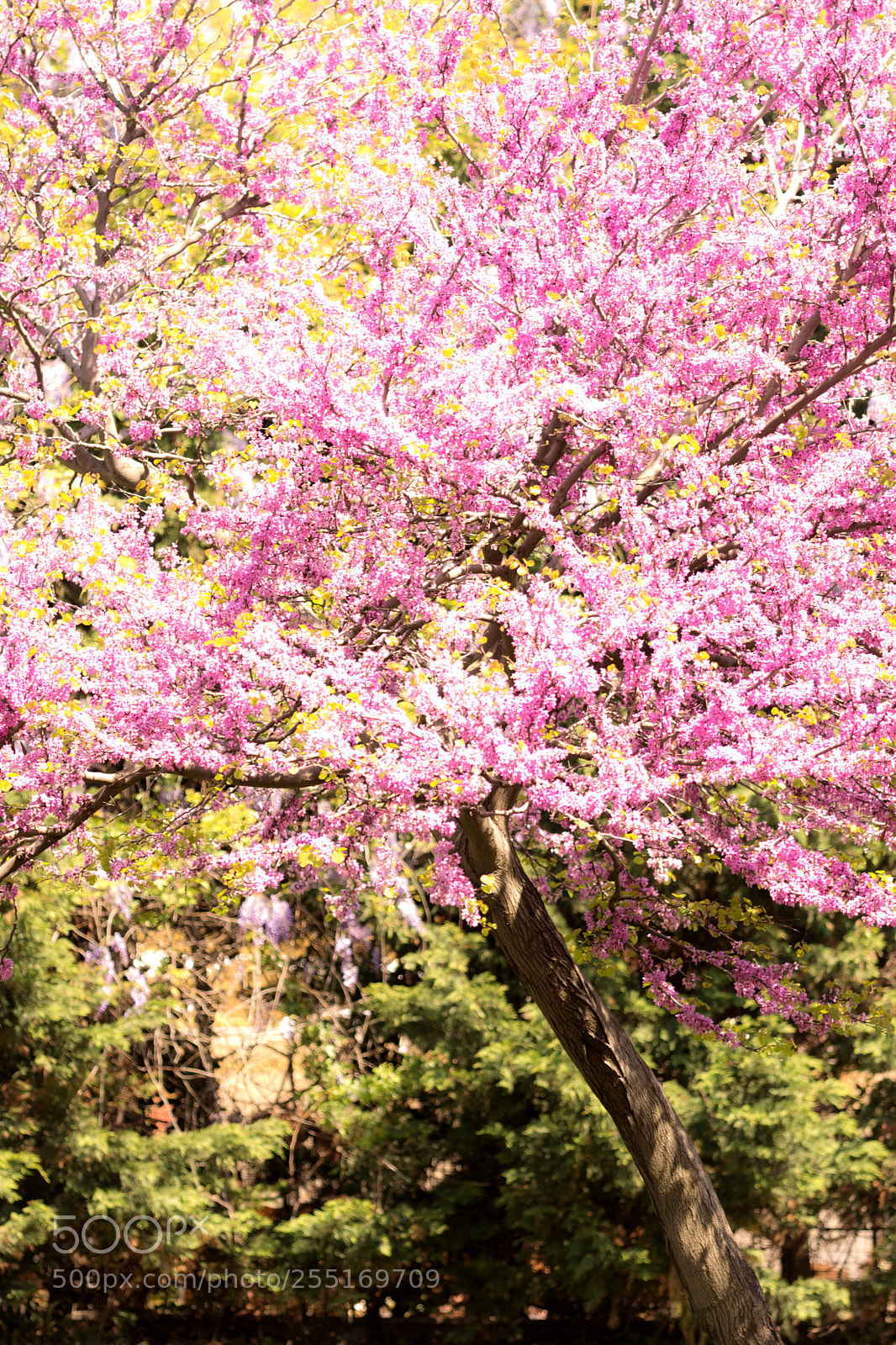 Nikon D7100 sample photo. Woods photography