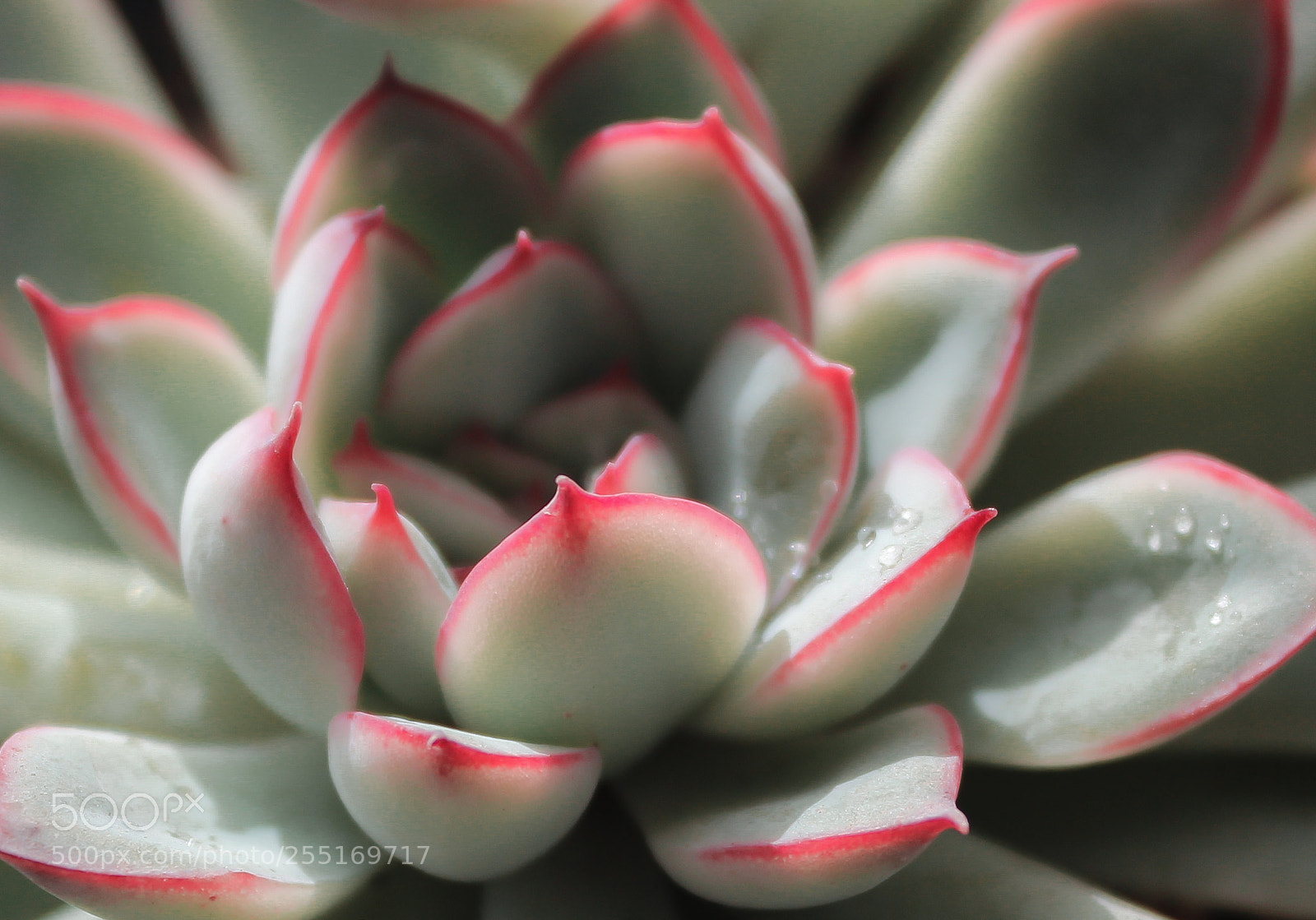 Canon EOS 600D (Rebel EOS T3i / EOS Kiss X5) sample photo. Img photography
