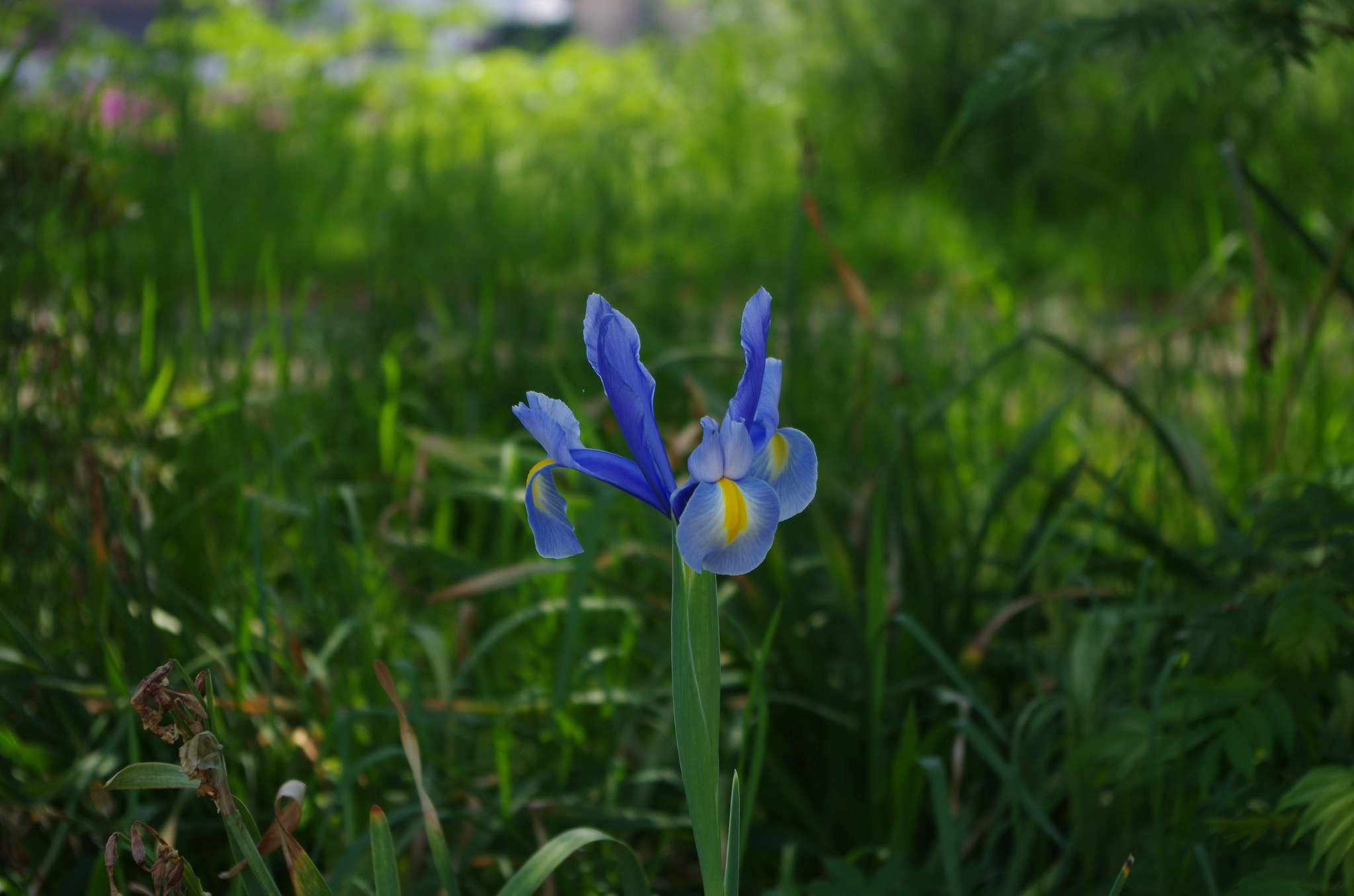 smc PENTAX-DA L 18-55mm F3.5-5.6 sample photo. 「please see this.」 photography