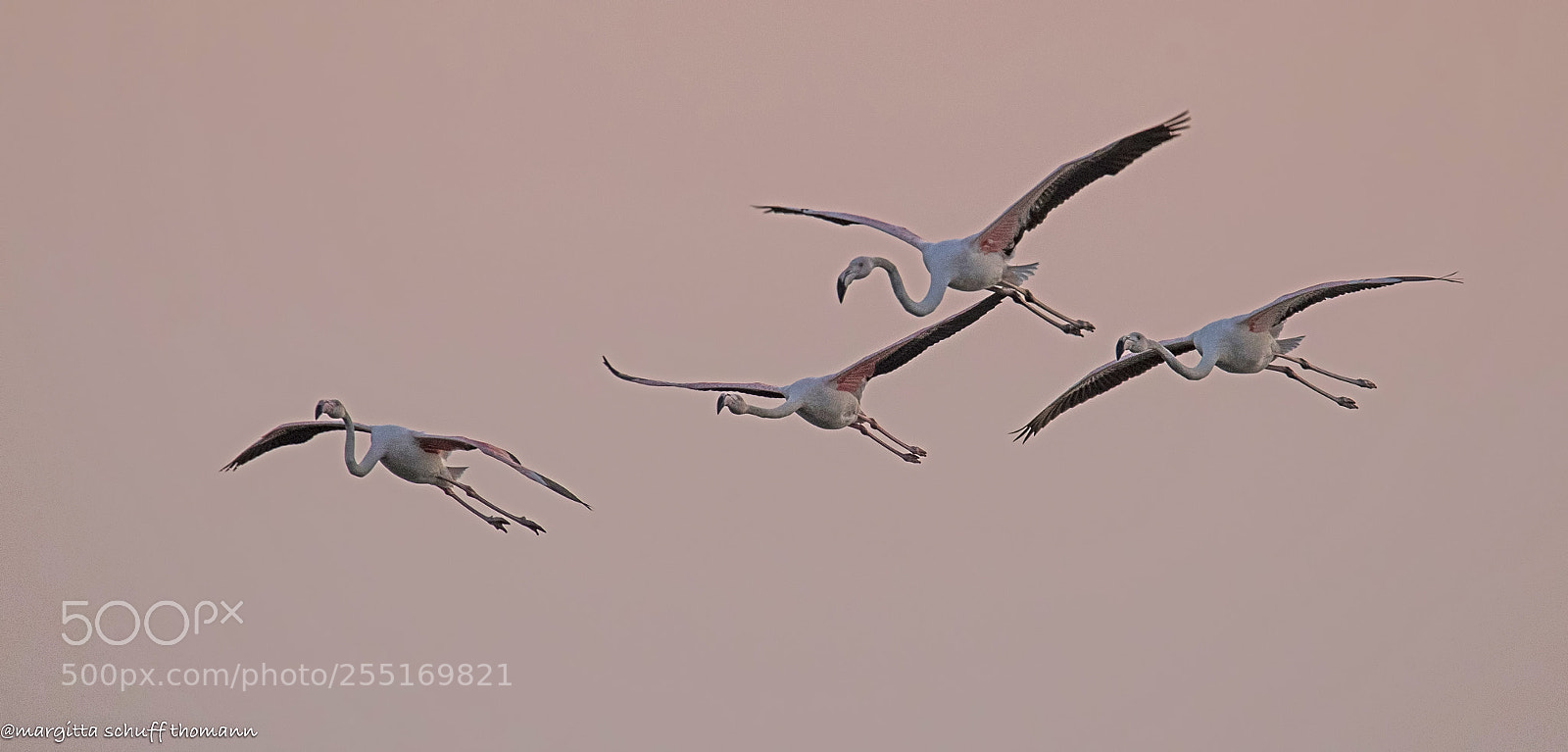 Canon EOS-1D X Mark II sample photo. Flamingos .. photography