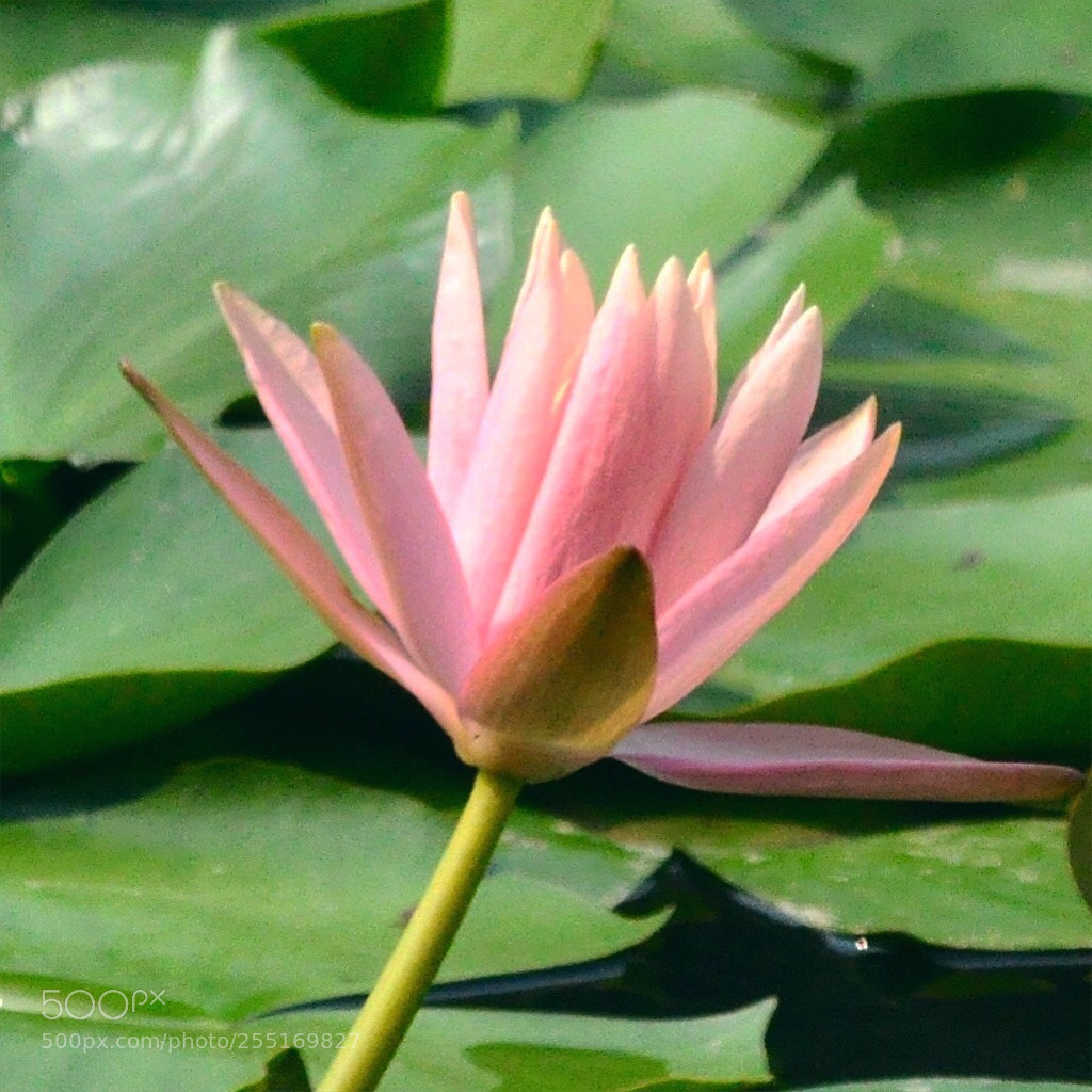 Nikon D90 sample photo. Pink lotus photography