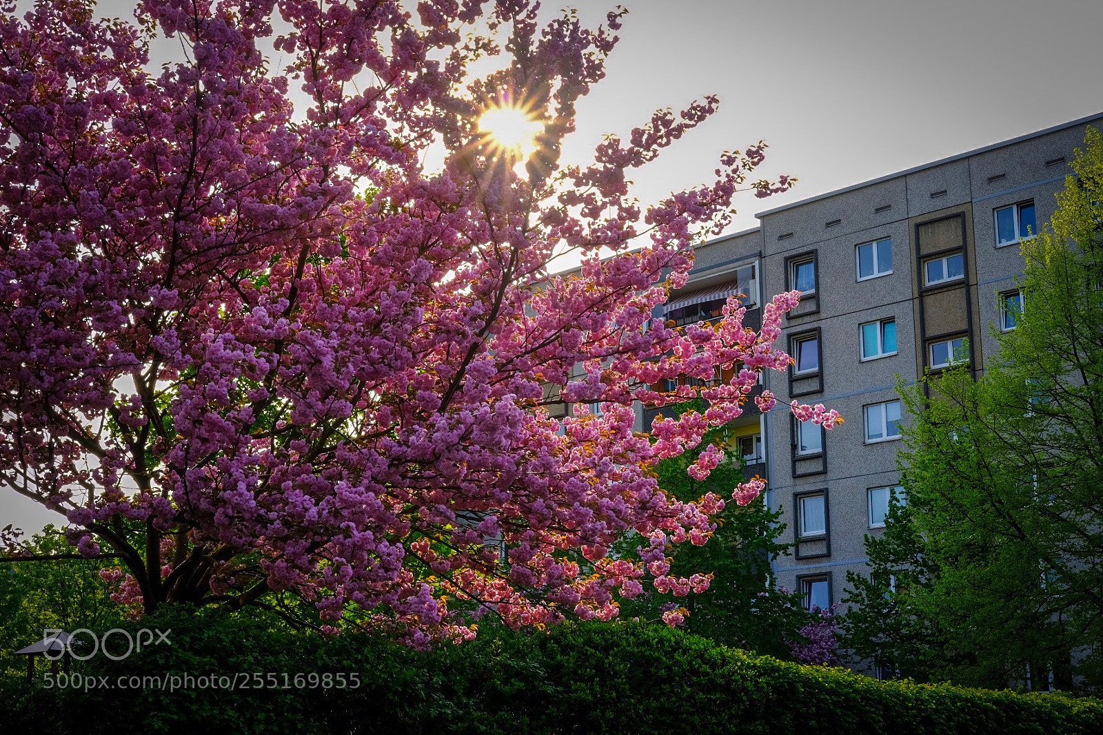 Fujifilm X-T2 sample photo. Sun through blossoms  photography