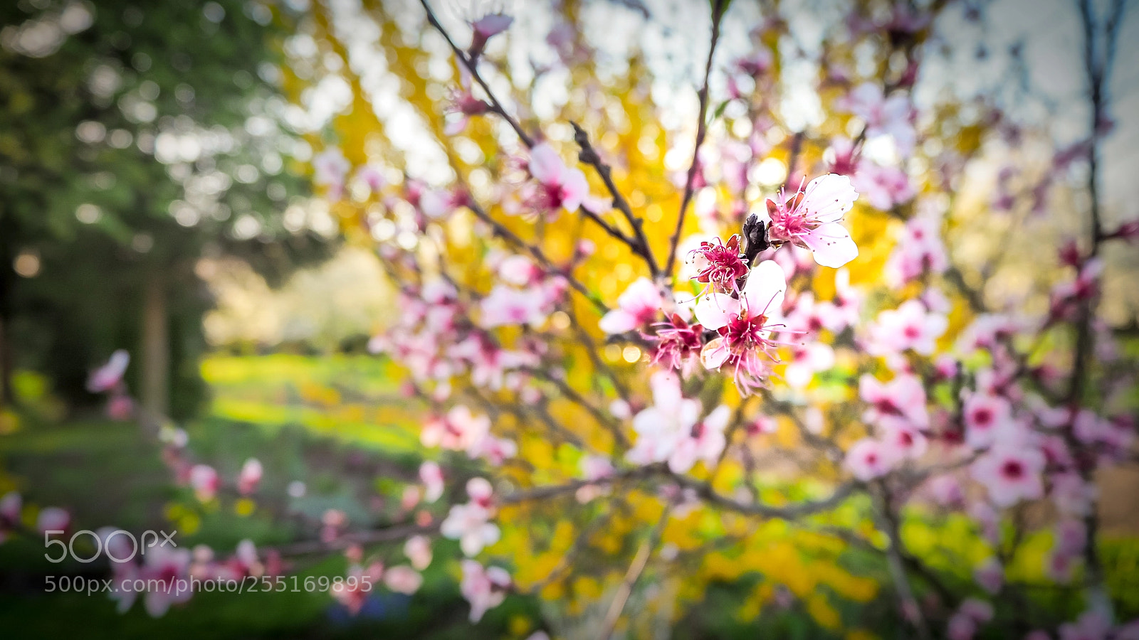 Olympus OM-D E-M10 II sample photo. Spring is already! photography